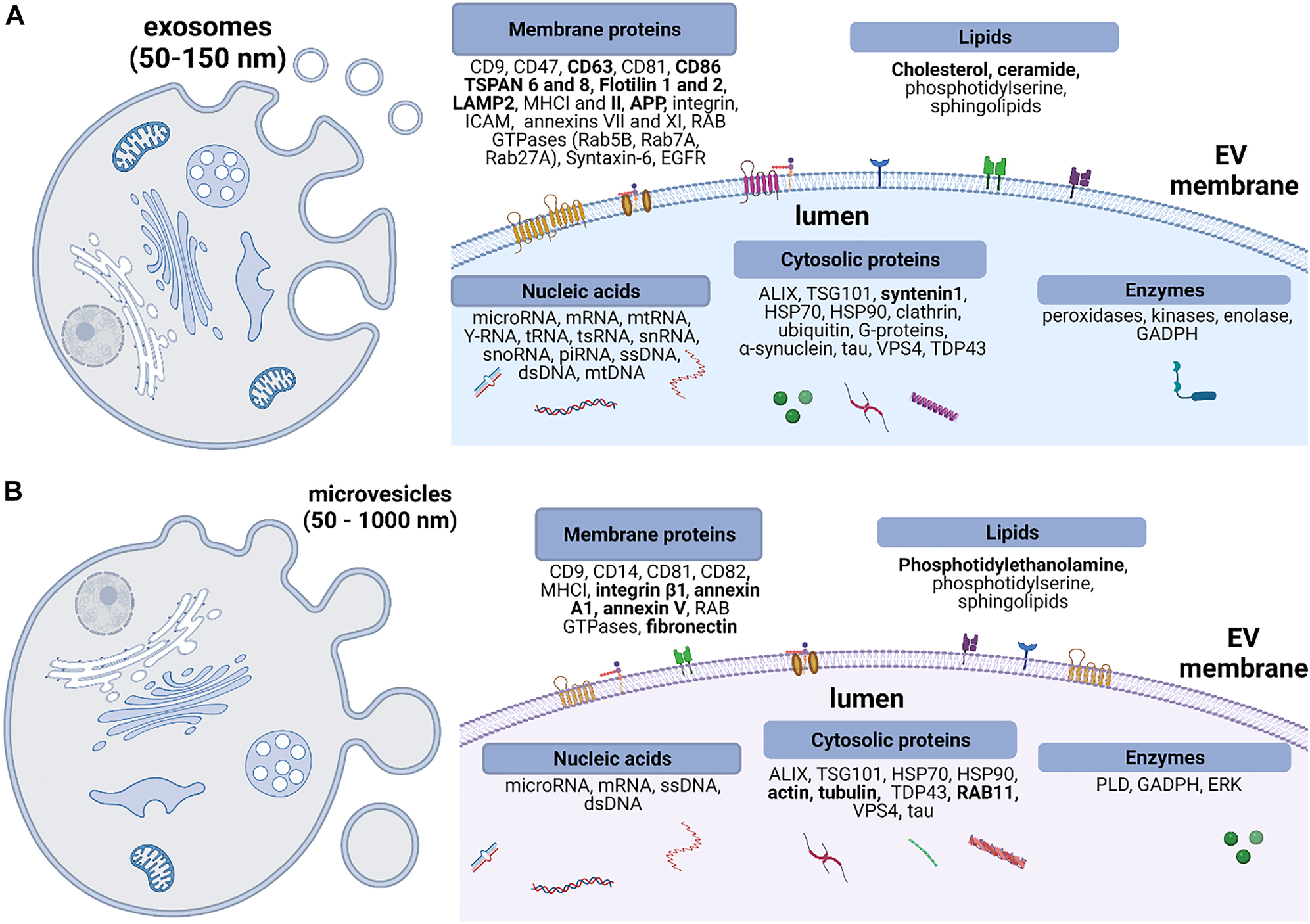 Figure 2: 
Biogenesis and chemical composition of a single EV.
(A) Exosomes are released upon fusion of multivesicular bodies (MVBs) to an extracellular matrix. Exosomes have a phospholipid bilayer membrane and carry various species of proteins, nucleic acids, and metabolites. (B) Microvesicles form via outward budding of the cell plasma membrane. Their biochemical content has some similarities with exosomes’ and includes a variety of membrane proteins, cytosolic proteins, lipids, and nucleic acids. Bold fonts in both panels represent EVs molecular cargo that is uniquely found or enriched either in exosomes or in microvesicles. TSPAN, tetraspanins; APP, amyloid precursor protein; LAMP2, lysosomal associated membrane protein 2; MHC, major histocompatibility complex; ICAM, intercellular adhesion molecule; EGFR, epidermal growth factor receptor; ALIX, ALG-2 interacting protein; TSG101, tumor susceptibility gene 101 protein; HSP, heat shock protein; VPS, vacuolar soring associated protein; TDP43, TAR DNA-binding protein 43; GADPH, glyceraldehyde-3-phosphate dehydrogenase; PLD, phospholipase D; ERK, extracellular receptor kinase.