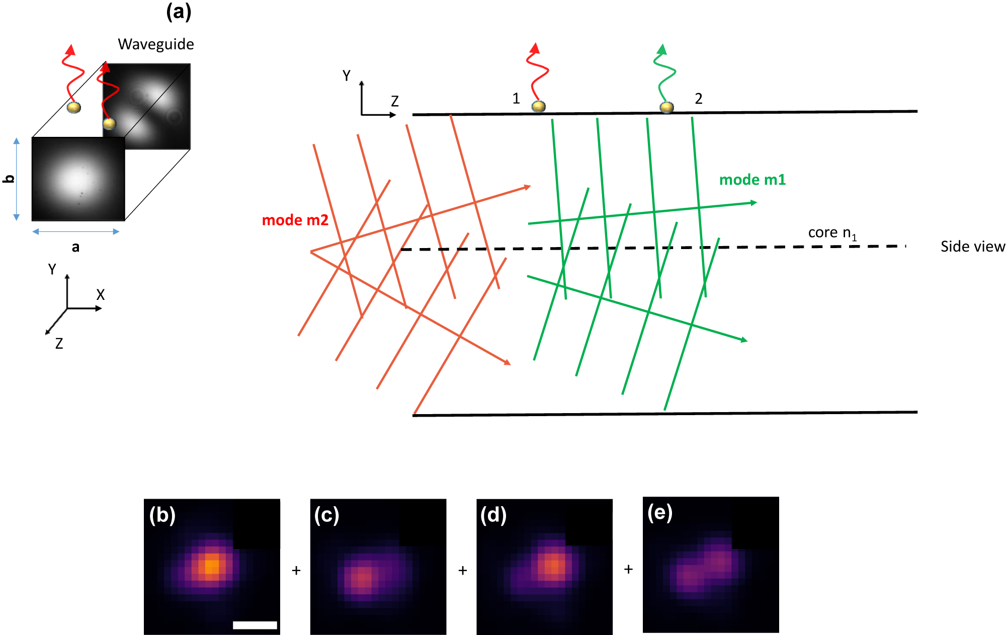 Figure 2:
Theory of cELS image formation.
(a) A rectangular waveguide with transverse widths “a” and “b” units guiding power via fundamental and higher-order modes is shown. The two modes m1 and m2 are shown in green and red color respectively in the side view diagram. The modes are decomposed into a pair of plane waves propagating at discrete angles with respect to the optical axis along z. The evanescent tails of these guided modes polarize particles 1 and 2 placed on the surface and scatter into the far-field. (b–e) Experimental demonstration of the theory of image formation using a multi-moded waveguide. The images are of 100 nm gold nanoparticles imaged using a 10X/0.25 NA MO. The multi moded speckle pattern causes variations in the intensity of the coherently scattered light. Scale bar 2 μm.