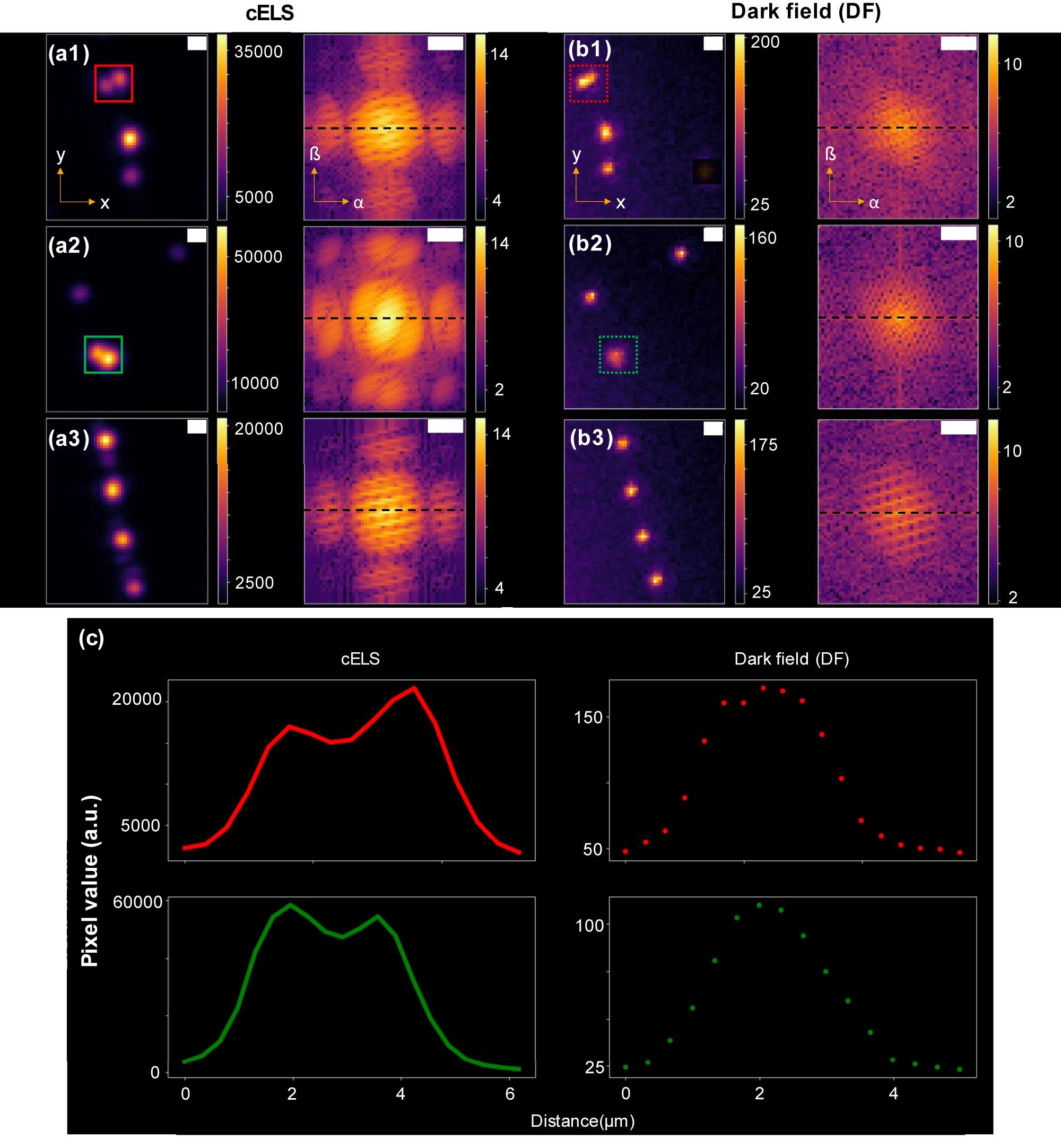 Figure 5:
Comparison of 100 nm gold nanoparticles (GNP) imaged using cELS and dark-field (DF) microscopy.
(a1)–(a3) Averaged image (x–y plane) of 100 nm GNP of three different regions of interest imaged in cELS mode and acquired using a 10X/0.25 NA MO. Their corresponding Fourier spectrum (α–ß plane) is shown alongside. (b1)–(b3) 100 nm beads imaged (x–y plane) using a DF microscope with 10×/0.3 NA and their corresponding Fourier spectrum (α–ß plane) is shown. The colorbars indicate the pixel values in the real image (x–y plane). In the Fourier images (α–ß plane) the colorbars indicate logarithm of the pixel values along the black dotted line. (c) Line plots of the cELS and DF images are shown. The line plots given by the red and green lines correspond to the boxes in (a1)–(a2) and are for the cELS images. The red and green dotted lines correspond to the dotted boxes in (b1)–(b2) and are for the DF images. To match the magnification between cELS and DF microscope, cELS images are bilinearly interpolated and displayed here. All the Fourier images are displayed on log scale for a better visualization. Scale bar 2 μm in real space and 500 mm−1 in Fourier space.