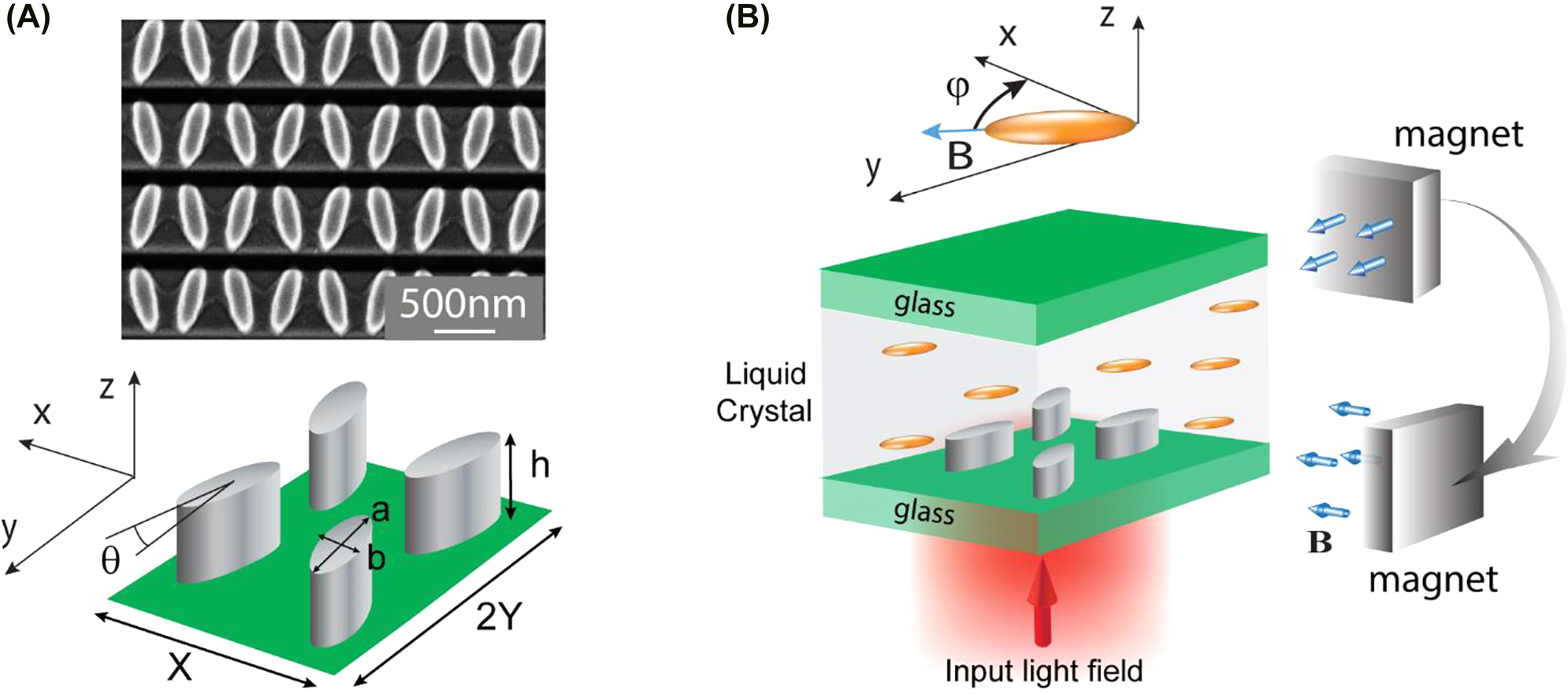 Figure 1:
Magnetic tuning of dielectric metasurface integrated into the NLC cell:
(A) Scanning electron micrograph of the fabricated metasurface. The insert below shows a sketch of dielectric metasurface that is composed of zigzag arrays of elliptical silicon cylinders with parameters θ = 15°, X = 900, Y = P
y1 = 730, a = 540, b = 180, and h = 538 (units are nanometers). (B) Schematic illustration of the metasurface integrated into an NLC cell. The NLC molecules’ arrangement is defined by the direction of applied magnetic field B at the azimuthal angle φ in-plane x–y. We consider a uniform field strength and, as a result, a homogeneous distribution of n in the sample.