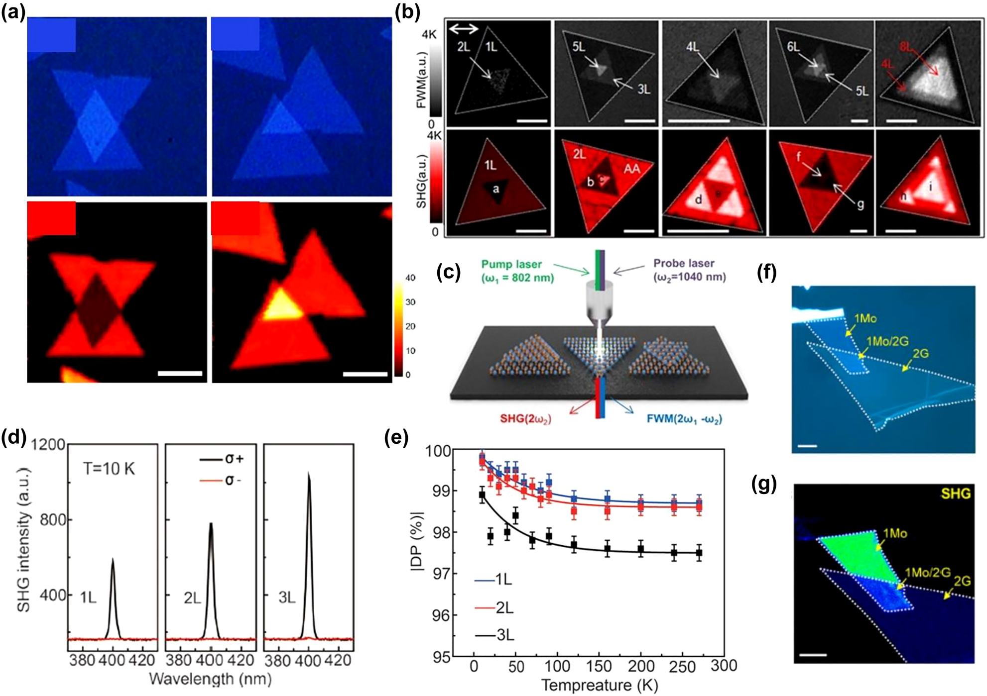 Figure 3: 
Representative works of HG in vdW heterostructures I. (a) Optical image of the stacked 2L-MoS2 in the first row for stacking angle 0° and 60° respectively with their SHG images in the lower row. The length of the scale bar is 5 µm. (b) Different types of MoS2 layer stackings resolved by collaborative four-wave mixing (FWM) and SHG imaging. (c) Schematic illustration of SHG and FWM after the interactions between the pump-probe laser beams with stacking-oriented MoS2 layers. (d) Circular polarization-resolved SHG spectra of the monolayer, bilayer (AA-stacked), and trilayer (AAA-stacked) WSe2 upon 800 nm excitation at temperature 10 K. (e) Degree of circular polarization (DP) of SHG as a function of temperature for monolayer, bilayer (AA-stacked), and trilayer (AAA-stacked) WSe2. (f) and (g) Optical and SHG images of graphene/MoS2 hetero bilayer, respectively. The figures are reproduced with the permission: (a) ref. [68] © 2014 American Chemical Society (b) and (c) ref. [74] © 2018 Nature Publishing Group (d) and (e) ref. [83] © 2020 Wiley-VCH Verlag GmbH & Co. KGaA, Weinheim (f) and (g) ref. [86] © 2016 American Chemical Society.
