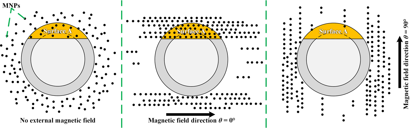 Figure 3:
Distribution of MNPs under different magnetic field direction.