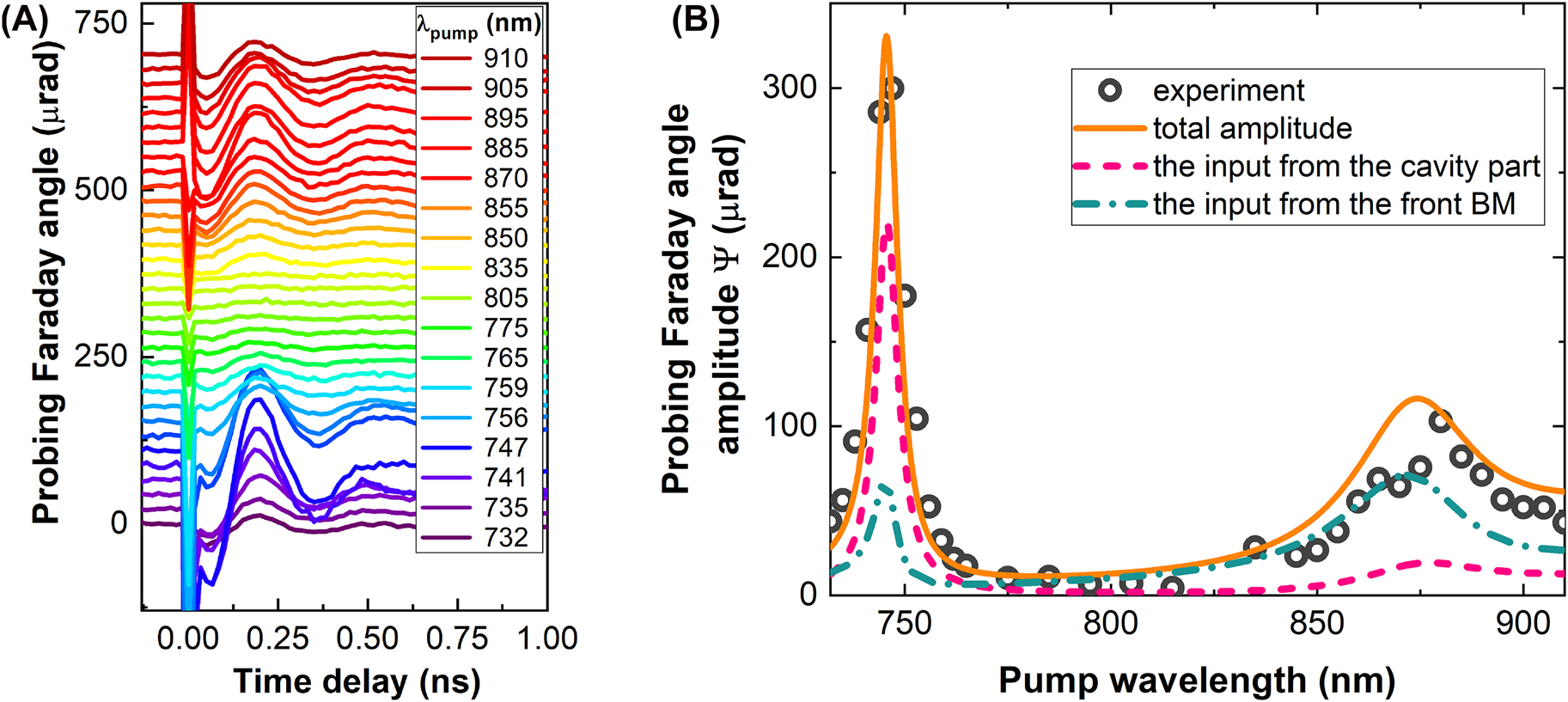 Figure 2: 
Probing Faraday angle.
 (A) Experimentally measured time-resolved change of the Faraday rotation of the probe pulses at different pump wavelengths from 732 to 910 nm. All curves have offsets for clarity of representation. (B) Experimentally measured (circles) and calculated (orange solid line) amplitudes of the oscillations seen in probe Faraday rotation as a function of the pump wavelength. The pink dashed curve represents the contribution of the nanocavity of the MPC and the blue dash-dotted curve provides the input from the front BM.