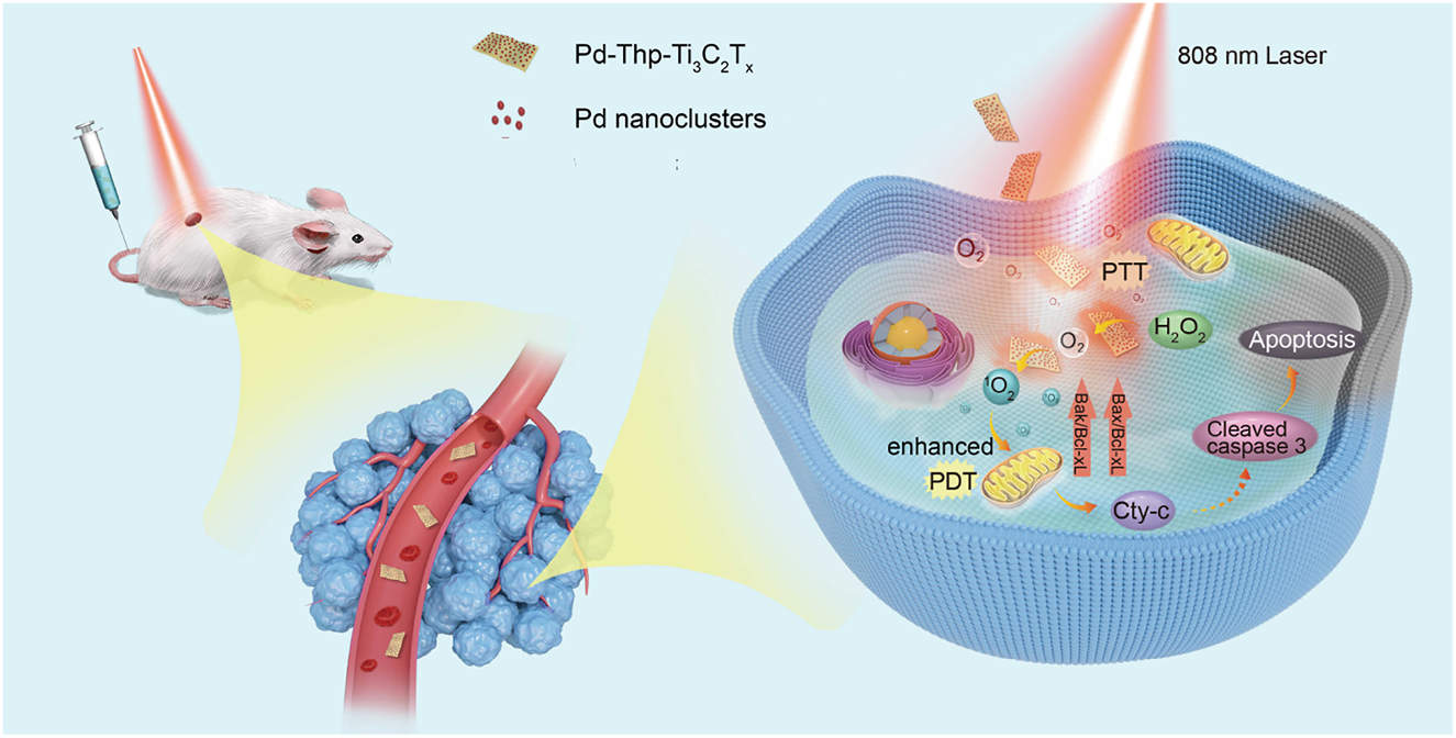 Figure 1: 
Schematic illustration of apoptosis mechanism mediated by synergistic PTT/PDT over Pd-Thp-Ti3C2T
x
 with enhanced nanocatalytic activity under NIR light.
