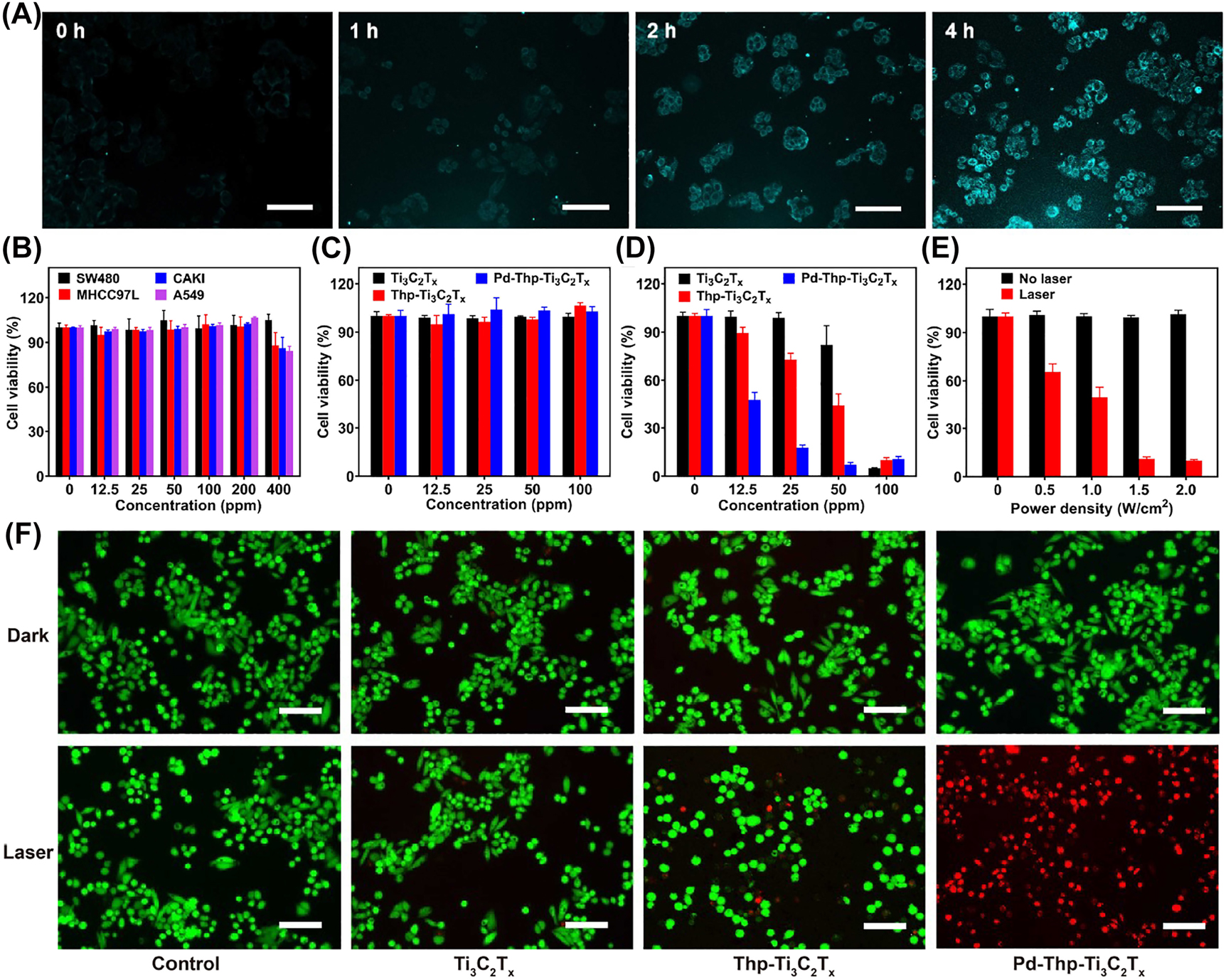 Figure 4: 

In vitro evaluation of the cytotoxicity for cancer cells under NIR irradiation. (A) SW480 cells incubated with Pd-Thp-Ti3C2T
x
-Cy5.5 (50 ppm) for different time points. (B) Cell viabilities of SW480, CAKI, MHCC97-L and A549 cells incubated with Pd-Thp-Ti3C2T
x
 with different concentration (0, 12.5, 25, 50, 100, 200 and 400 ppm). Cell viabilities of SW480 cells incubated with different composites at different concentration under (C) no laser and (D) laser (irradiation conditions: 808 nm, 1.0 W/cm2 and 5 min). (E) Cell viabilities of SW480 cells incubated with Pd-Thp-Ti3C2T
x
 under 808 nm for 5 min with different power density. (F) The microscopy images of SW480 cells stained with AM/PI after different treatments (irradiation conditions: 808 nm, 1.0 W/cm2, 5 min; Scale bar: 100 μm).
