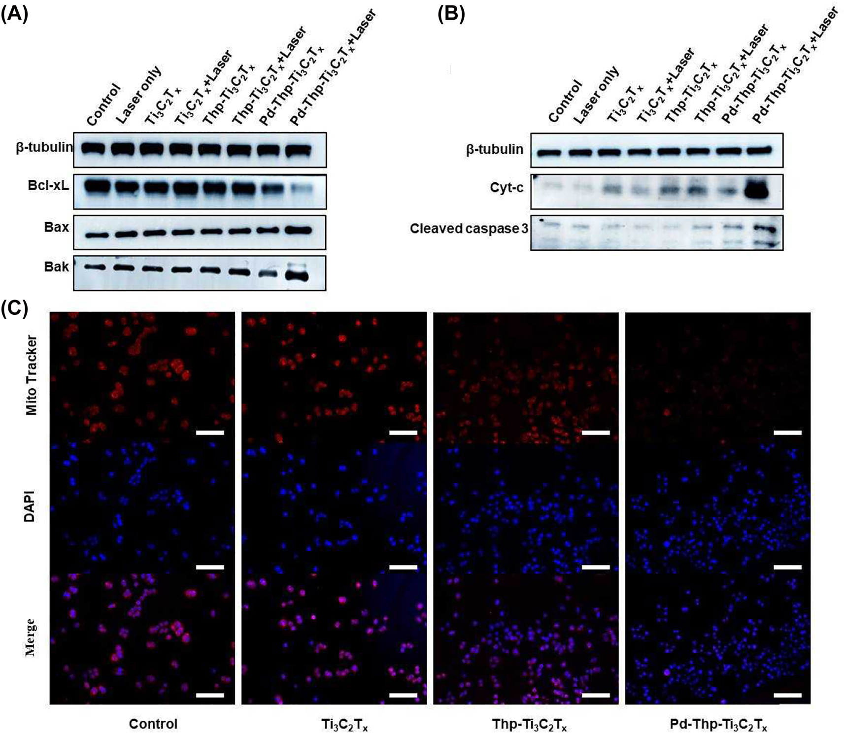 Figure 5: 
(A) Expression of Bcl-2 family protein Bax, Bak and Bcl-xL by western blotting using SW480 cells. (B) Expression of Cyt-c and cleaved caspase 3 by western blotting using SW480 cells. (C) Cells treated with different composites were irradiated under 808 nm and stained with MitoTracker Red CMXRos. (Treatment condition: 12.5 ppm, 808 nm, 1.0 W/cm2, 5 min; scale bar: 100 μm).
