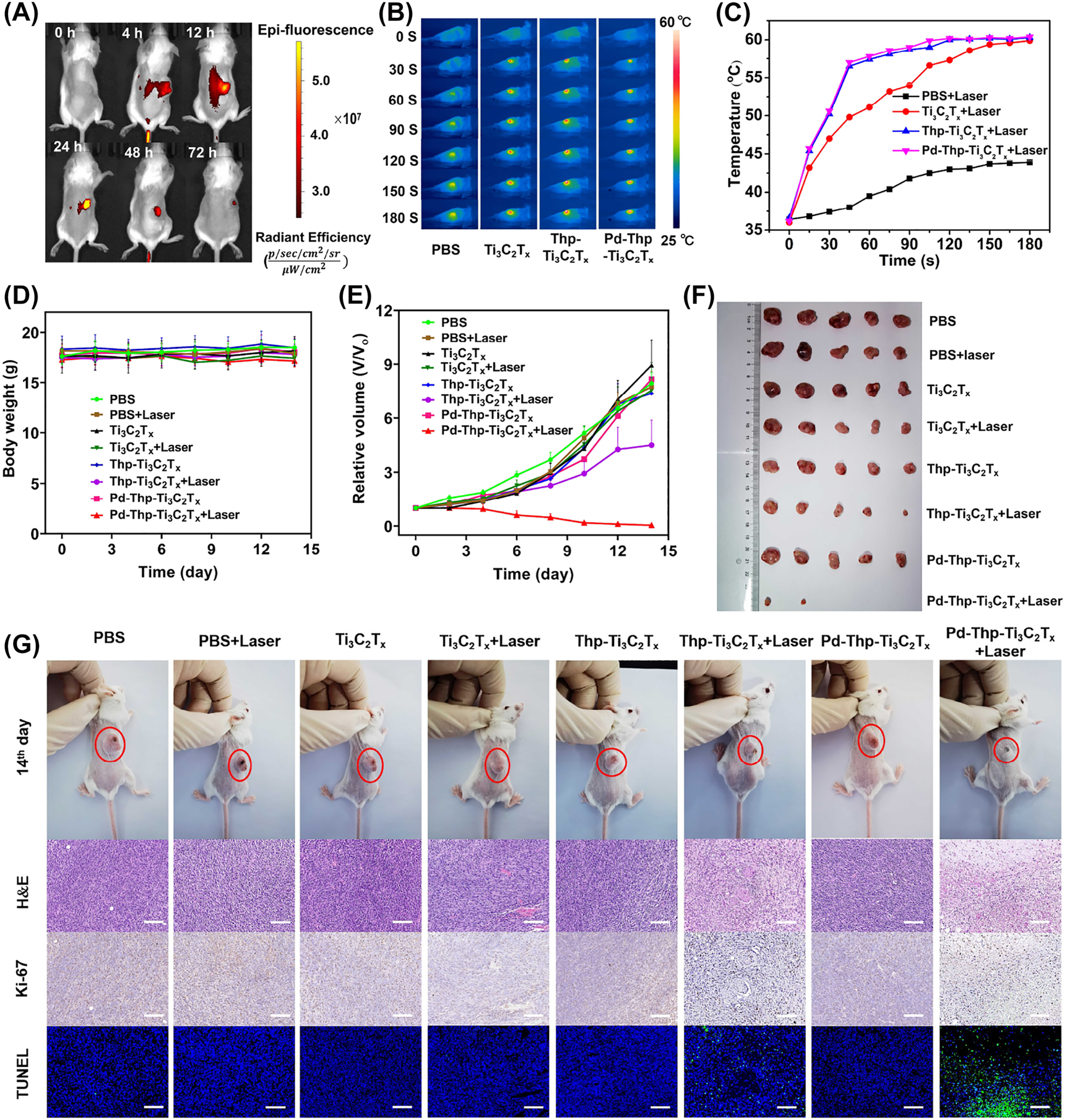 Figure 7: 

In vivo synergistic therapy of PTT and enhanced PDT of Pd-Thp-Ti3C2T
x
 for anticancer therapy. (A) In vivo fluorescence imaging of CT26 tumor model after intravenous injection of Thp-Ti3C2T
x
-Cy7 at different time. (B) IR photothermal images of CT26-tumor-bearing mice in different groups, including PBS + Laser, Ti3C2T
x
 + Laser, Thp-Ti3C2T
x
 + Laser and Pd-Thp-Ti3C2T
x
 + Laser, and (C) corresponding temperature curve of the tumor sites. (D) Time-depending body weight and (E) time-related relative tumor volume of CT26-tumor-bearing mice and followed with or without 808 nm irradiation (irradiation condition: 808 nm, 0.75 W/cm2, 5 min). (F) Morphology of the tumors removed from the BALB/c mice from all group at 14th day of this work. (G) Digital images of CT26-tumor-bearing mice and its tumor region at 14th day, and H&E, Ki-67 and TUNEL staining on the dissected tumor tissues (Scale bar: 100 µm).
