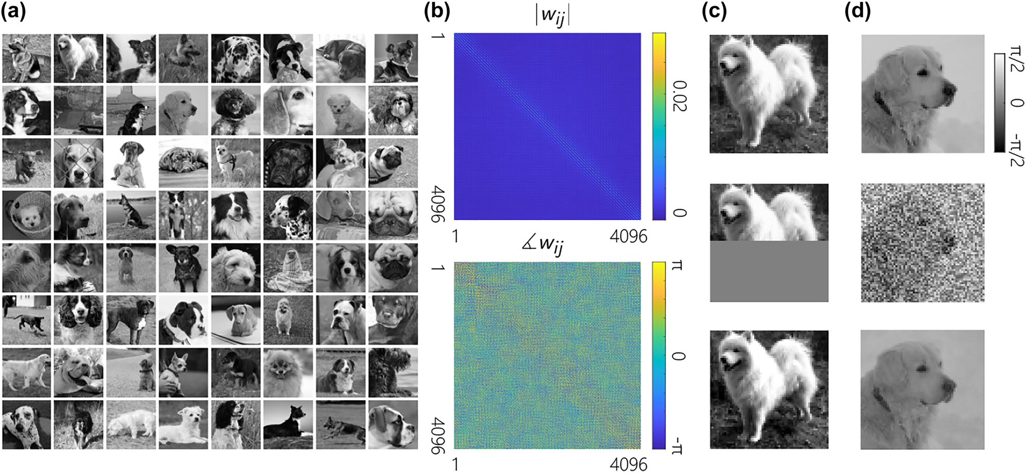 Figure 4: 
Reconstruction of gray-scale images by CLNs with proper weight matrices. (a) A set of k = 64 grayscale images of n = 64 × 64 pixels used for training the weight matrix of the CLN. (b) The amplitude and phase of the trained complex weight matrix. (c, d) reconstruction of the corrupted versions of two images from the training dataset.