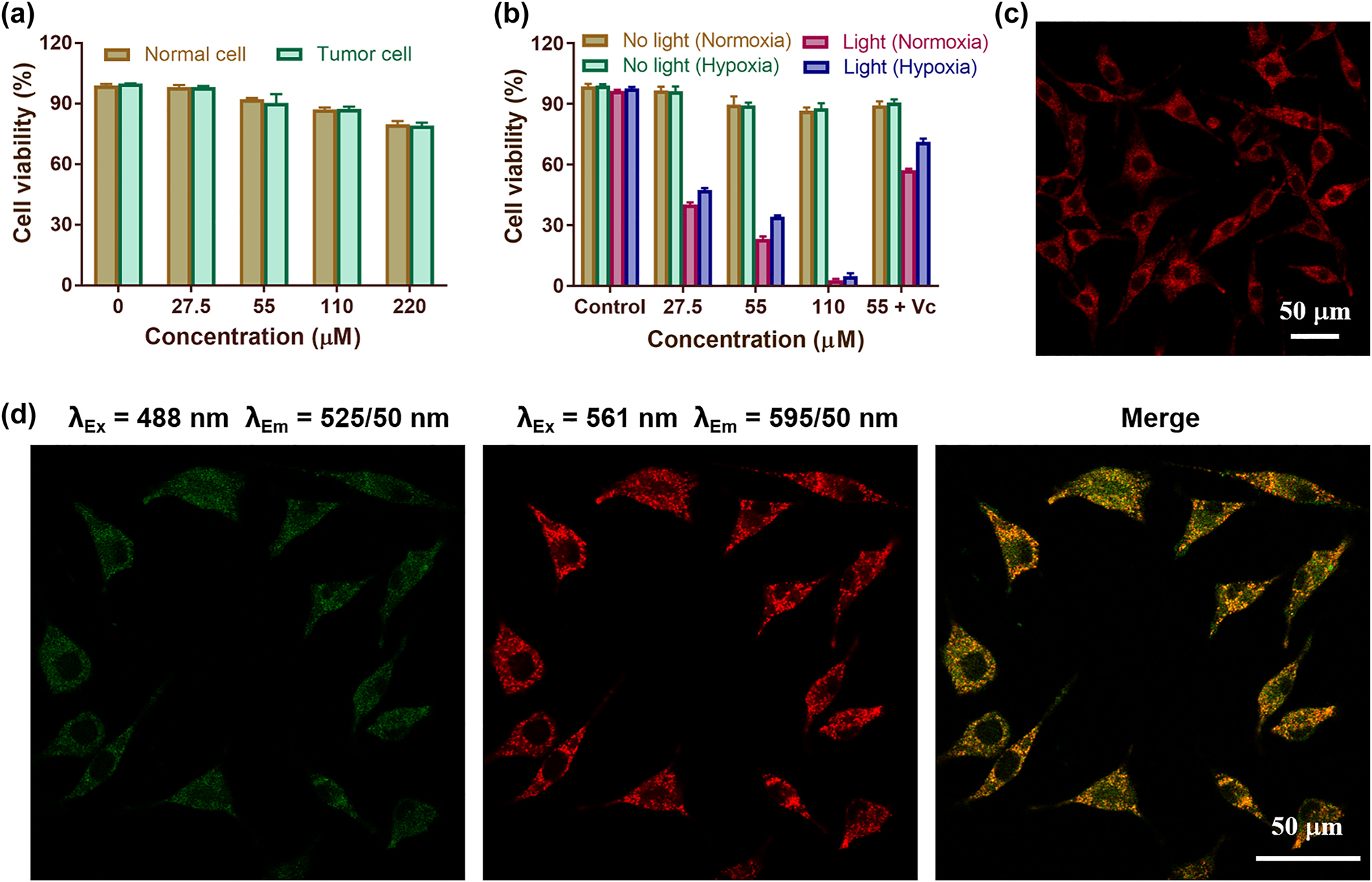 Figure 2:
Cytotoxicity of SQ NPs on SH-SY5Y cells and their intracellular localization. (a) Dark toxicity of SQ NPs in normal cells (HEK29) and tumor cells (SH-SY5Y). The relative viabilities of SH-SY5Y cells incubated with different concentrations of SQ NPs for 12 h. (b) Phototoxicity of SQ NPs on SH-SY5Y cells with various treatments. (c) The intracellular imaging of SQ NPs. (d) Confocal laser scanning microscope of SHSY-5Y cells co-stained with SQ NPs and LysoTrackerTM Green.