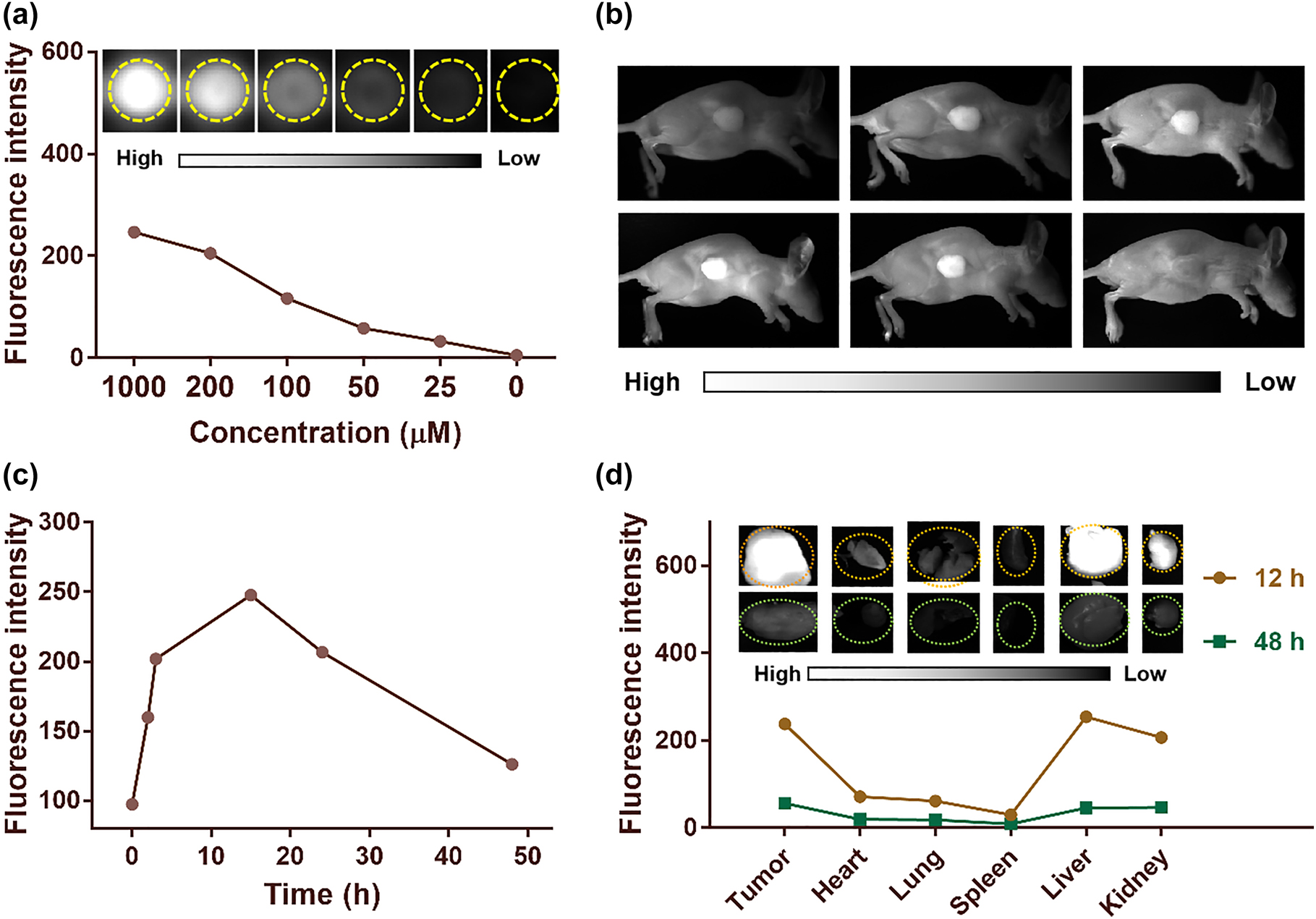 Figure 4:
In vivo fluorescence imaging. (a) Fluorescence intensity of SQ NPs in different concentrations. (b) And (c) are fluorescence imaging images of mice and average fluorescence intensity of tumor sites after injection of SQ NPs with time. (d) Mean fluorescence intensities and (inset) images of mice tumor and major organs at 15 and 48 h after injection of SQ NPs.