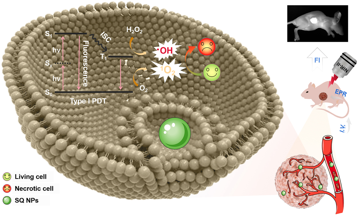 Scheme 1:
Schematic illustration of two-photon-activated type I PSs based on SQ dye for PDT of hypoxic tumor under irradiation of a NIR-II light.