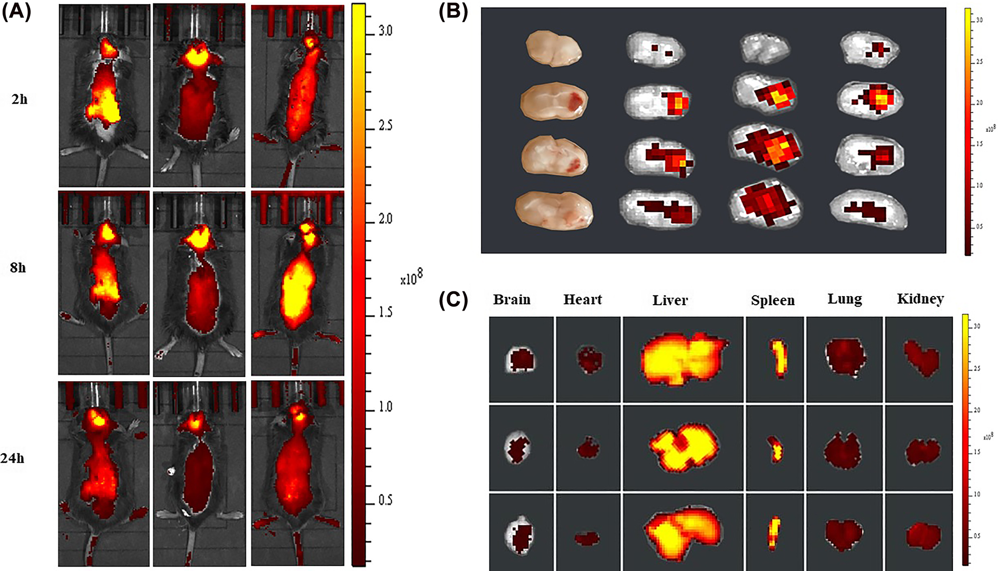 Figure 4:
In vivo imaging of biodistribution of DIR contained PSL-FTY720/AB (n = 3) at different time points after intravenous injection into the mice subjected to ICH (A). Accumulation of DIR-labeled PSL-FTY720/AB in the brain and different organs were detected using the ex vivo imaging at 24 h post-injection (B and C).