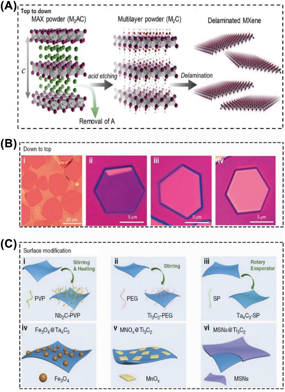 Figure 2: 
Synthesis and modification of MXene. (A) Schematic diagram of the top-down approach for MXene nanosheets [57]. Copyright 2019, Wiley-VCH. (B) i, optical images of Mo2C crystal fabricated by the bottom-up approach; ii–iv, optical images of Mo2C crystal on silica/Si substances of different thicknesses (6.7, 8.2, and 11.2 nm). (C) Schematic diagram of MXene surface modification: i, Nb2C nanosheet surface modified with PVP; ii, Ti3C2 nanosheet surface modified with PEG; iii, Ta4C3 nanosheet surface modified with SP; iv, Ta4C3 surface modified with Fe3O4; v, Ti3C2 nanosheet surface modified with MnOx; vi, Ti3C2 nanosheet modified with MSNs [17]. Copyright 2020, De Gruyter.
