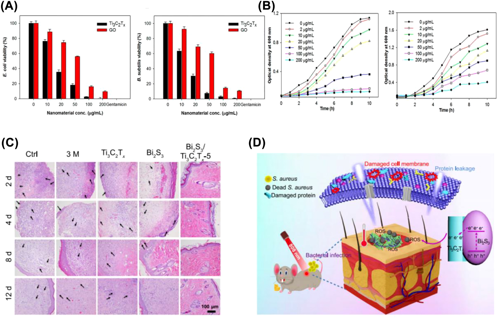 Figure 4: 
Antibacterial properties of MXene. Determination of cell viability of (A) E. coli and (B) B. subtilis treated with Ti3C2T
x
 and GO in aqueous suspension. (B) OD regeneration curves of (A) E. coli and (B) B. subtilis in LB broth after treatment with various concentrations of Ti3C2T
x
 [18]. Copyright 2016, American Chemical Society. (C) HE staining of wounds. (D) Schematic diagram of Bi2S3/Ti3C2T
x
 Schottky action and antibacterial mechanism of Bi2S3/Ti3C2T
x
 irradiated at 808 nm [19]. Copyright 2021, Springer Nature.
