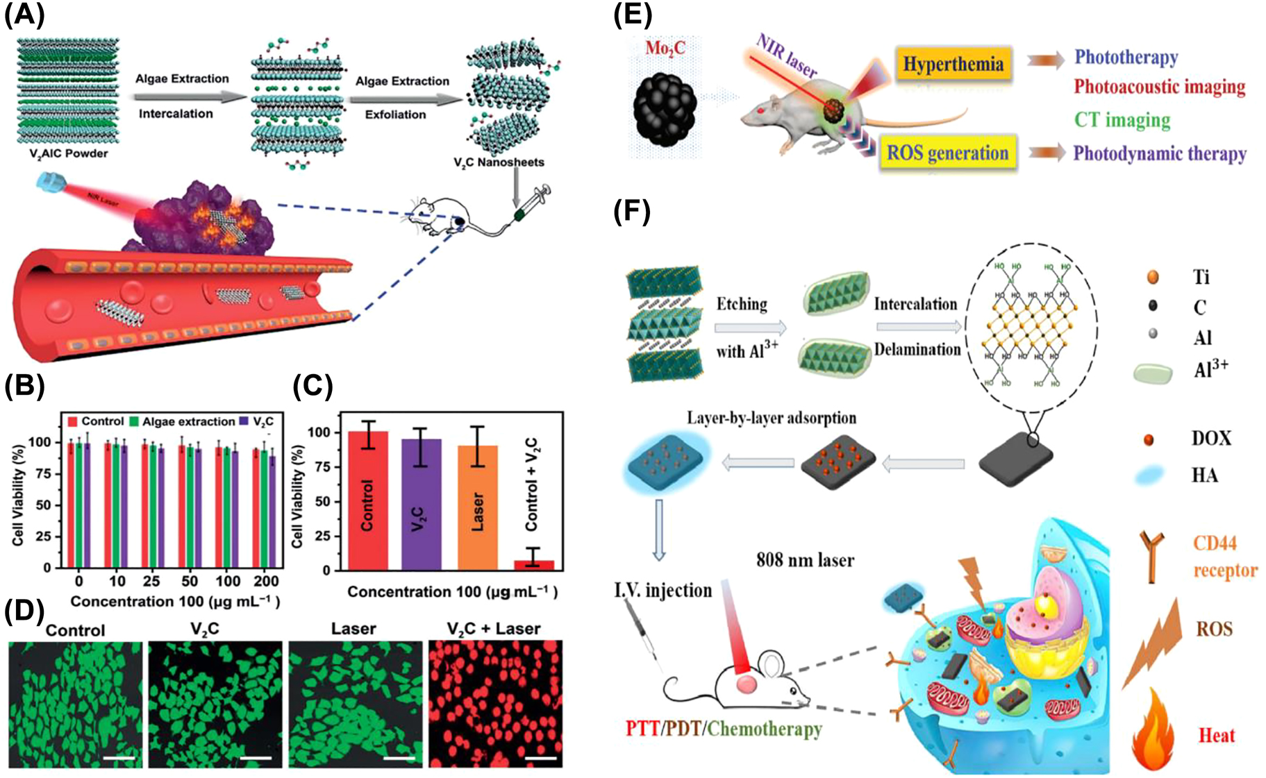 Figure 11: 
MXene for PTT. (A) Schematic diagram of the synthesis of V2C nanosheets by algae extraction and their application in tumor ablation. (B) Cytotoxicity analysis of MTT after control (PBS pH 7.4), algae extraction, and V2C treatment. MTT (C) and Calcein AM/PI double staining (D) cell viability analysis after different treatments (control, laser only, V2C only, and V2C + laser) [49]. Copyright 2020, Wiley-VCH. (E) Schematic diagram of the Mo2C nanosphere-mediated tumor treatment protocol [43]. Copyright 2019, The Royal Society of Chemistry. (F) Schematic illustration of the synthesis process of Ti3C2 nanosheet and multimodal tumor therapy [44]. Copyright 2017, American Chemical Society.
