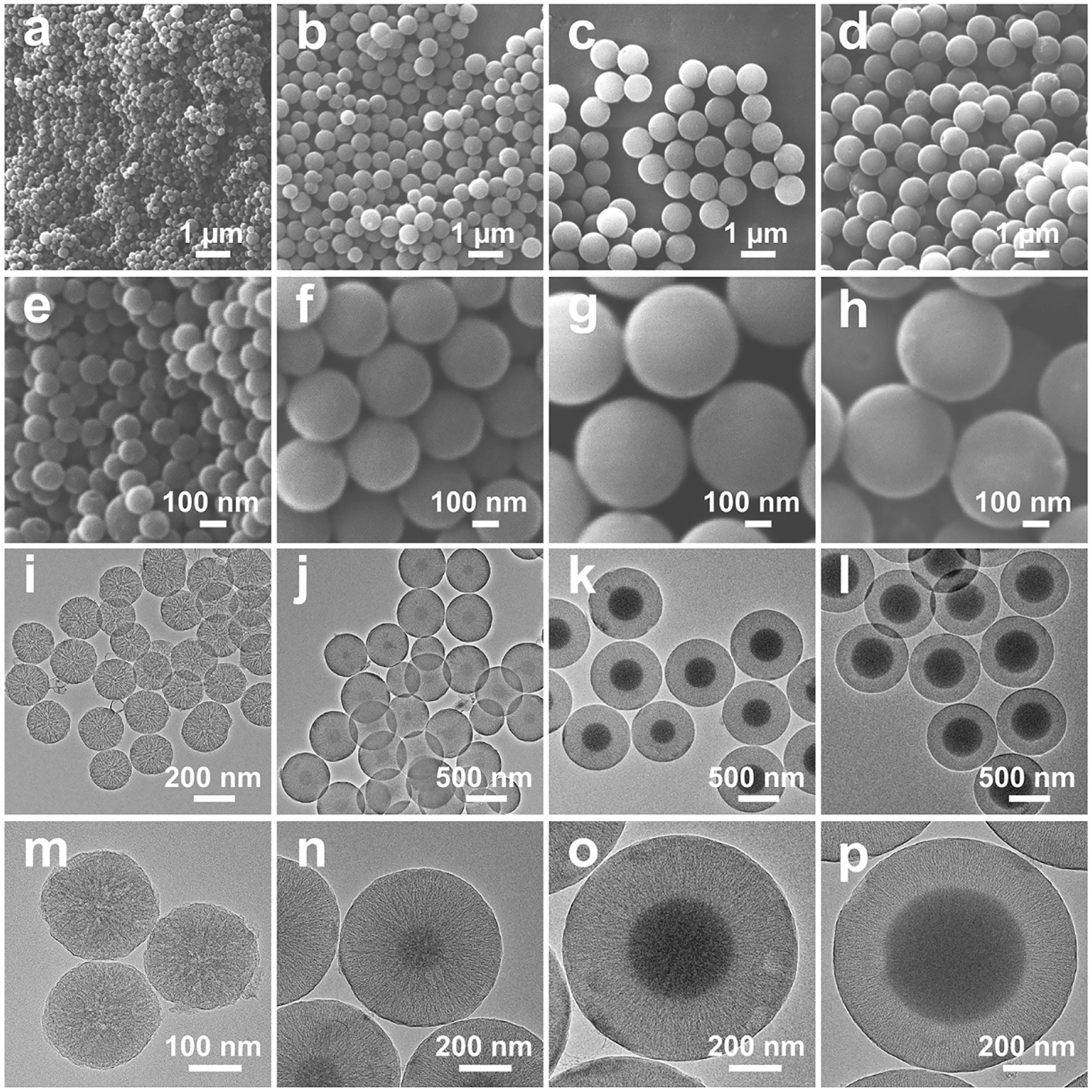 Figure 1:
SEM images (a–h) and TEM images (i–p) of MCS-1 (a, e, i, m), MCS-2 (b, f, j, n), MCS-3 (c, g, k, o), and MCS-4 (d, h, l, p).