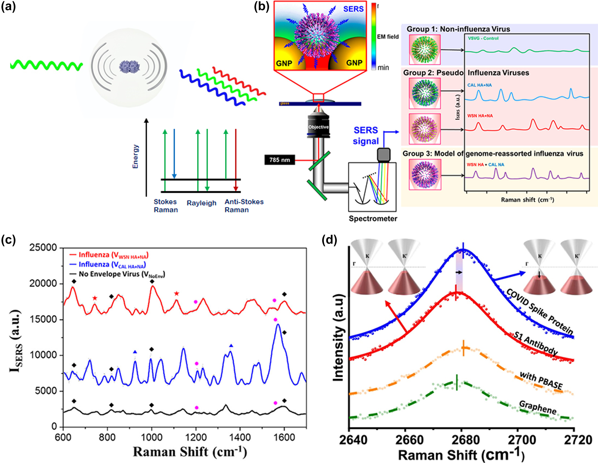 Figure 3: 
Illustration of the Surface Enhanced Raman Scattering (SERS) technique for virus detection. (a) Concept of detecting virus using Raman scattering due to the molecular vibrations. (b) Schematic diagram representing the identification of viruses by Surface Enhanced Raman Scattering (SERS) method. Adapted with permission from ref. [49] Copyright [2015] American Chemical Society. (c) Raman spectra of VCAL HA + NA (a newly emerging influenza virus strain) and VWSN HA + NA (a lab adapted influenza virus strain). Adapted with permission from ref. [49]. Copyright [2015] American Chemical Society. (d) COVID-19 spike protein detection via graphene phononics in artificial saliva media. Adapted with permission from ref. [52]. Copyright [2021] American Chemical Society.
