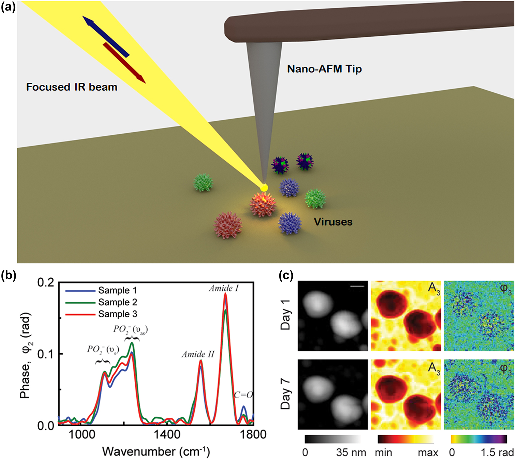 Figure 4: 
Illustration of the nano-Fourier transform infrared (nano-FTIR) technique for virus detection. (a) Schematic diagram of the s-SNOM experimental setup. (b) Nano-FTIR spectra of an influenza virus particles from three different samples at neutral pH demonstrating the reproducibility of nanoscale analysis. Adapted with permission from ref. [55]. Copyright [2018] PLOS. (c) Topography, near-field amplitude (A3) and phase (φ3) images representing reflectivity and absorption of two influenza virus particles on day 1 and day 7. Scale bar 100 nm. Adapted with permission from ref. [55]. Copyright [2018] PLOS.
