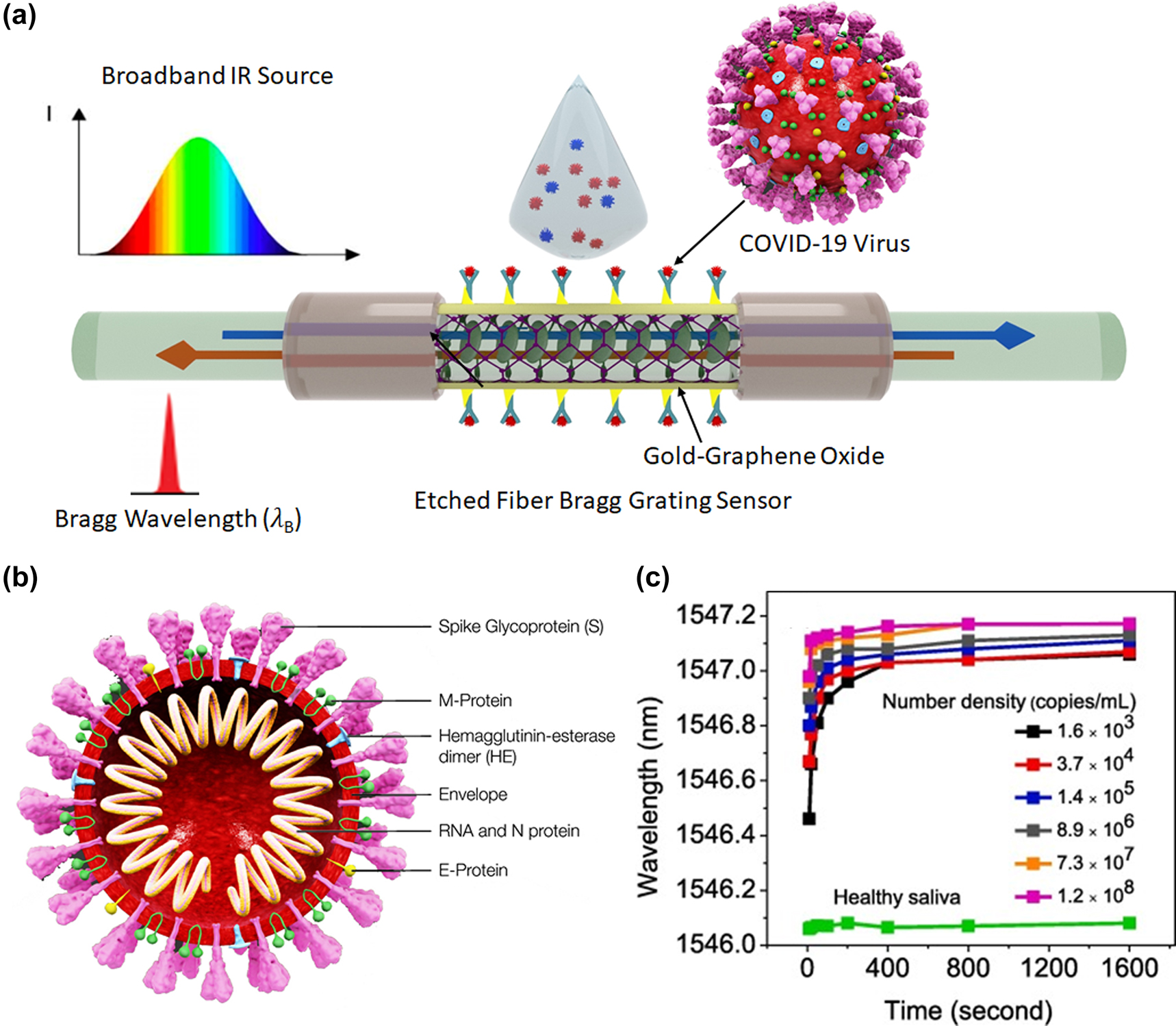 Figure 5: 
Illustration of the Fiber Bragg Grating (FBG) technique for virus detection. (a) Schematic diagram of the sensing mechanism of etched Fiber Bragg Gratings (EFBG), in which binding of the spike glycoprotein of COVID-19 virus with activated gold/graphene oxide (GO) nanolayer causes a shift in the Bragg wavelength. (b) Schematic diagram of COVID-19 virus with four structural proteins and single-stranded RNA [73]. (c) The wavelength of the detected light after passing through the fiber probe versus exposure time for various virus concentrations. Healthy saliva’s data can be considered as reference, and the amount of deviation from that indicates infection level of the patient. Adapted with permission from ref. [72]. Copyright [2020] Elsevier.
