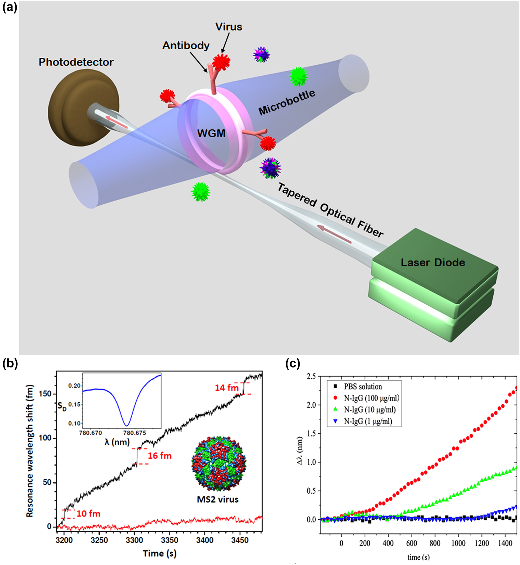 Figure 6: 
Illustration of the Whispering Gallery Mode (WGM) technique for virus detection. (a) Concept of detecting single virus in a microresonator-based whispering gallery mode (WGM) biosensor. (b) Resonance shift of a WGM resonator of radius 45 μm with gold nanoshell at its equator due to MS2 virus adsorption (upper trace) and background in the absence of nanoshell or MS2 virus (lower trace). Adapted with permission from ref. [77]. Copyright [2012] AIP Publishing. (c) Resonance shift of a WGM microsphere for detection of COVID-19 virus infection through capture of IgG antibodies with different concentrations. Adapted with permission from ref. [78]. Copyright [2020] John Wiley and Sons.
