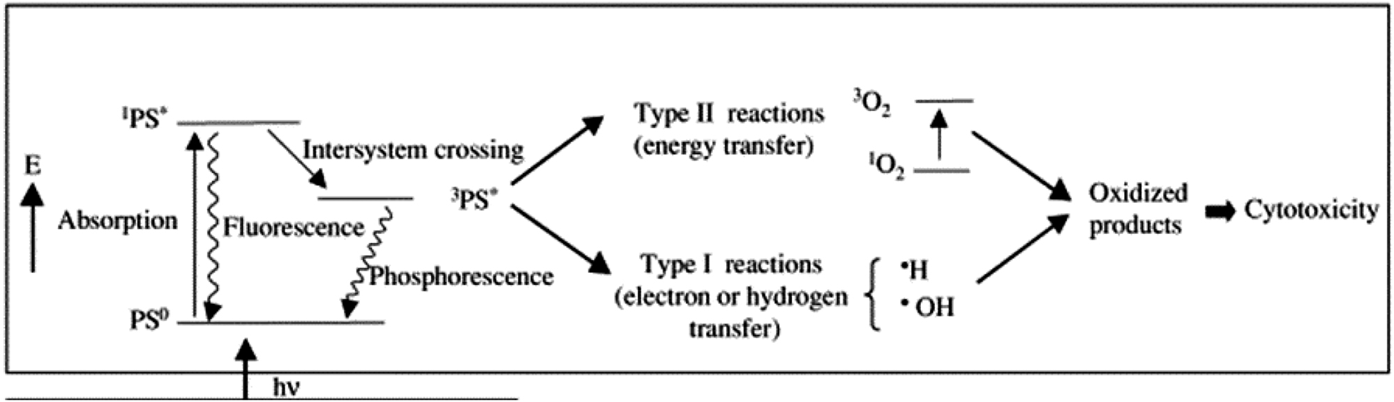 Figure 1: 
Photodynamic therapy (PDT) mechanism [14]. Copyright 2022 Elsevier publishing group.
