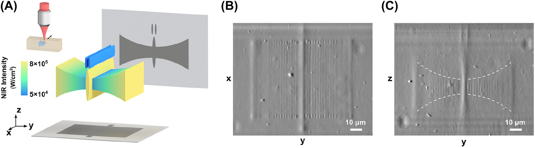 Figure 4: 
Fabrication of a butterfly of tunable feature sizes with UCNP-assisted multi-photon printing. (A) Butterfly model and its projections in two orthogonal directions. The model is printed at different excitation intensities based on the axial feature size. The NIR light dose is adjusted for each voxel to change its size while preserving a uniform degree of polymerization across the whole structure. DPC images of xy-plane (B) and yz-plane (C) show the scanning range and the feature size, respectively. The body and the antenna of the butterfly are printed with a larger scanning range, resulting in higher contrast in the xy-plane projection.