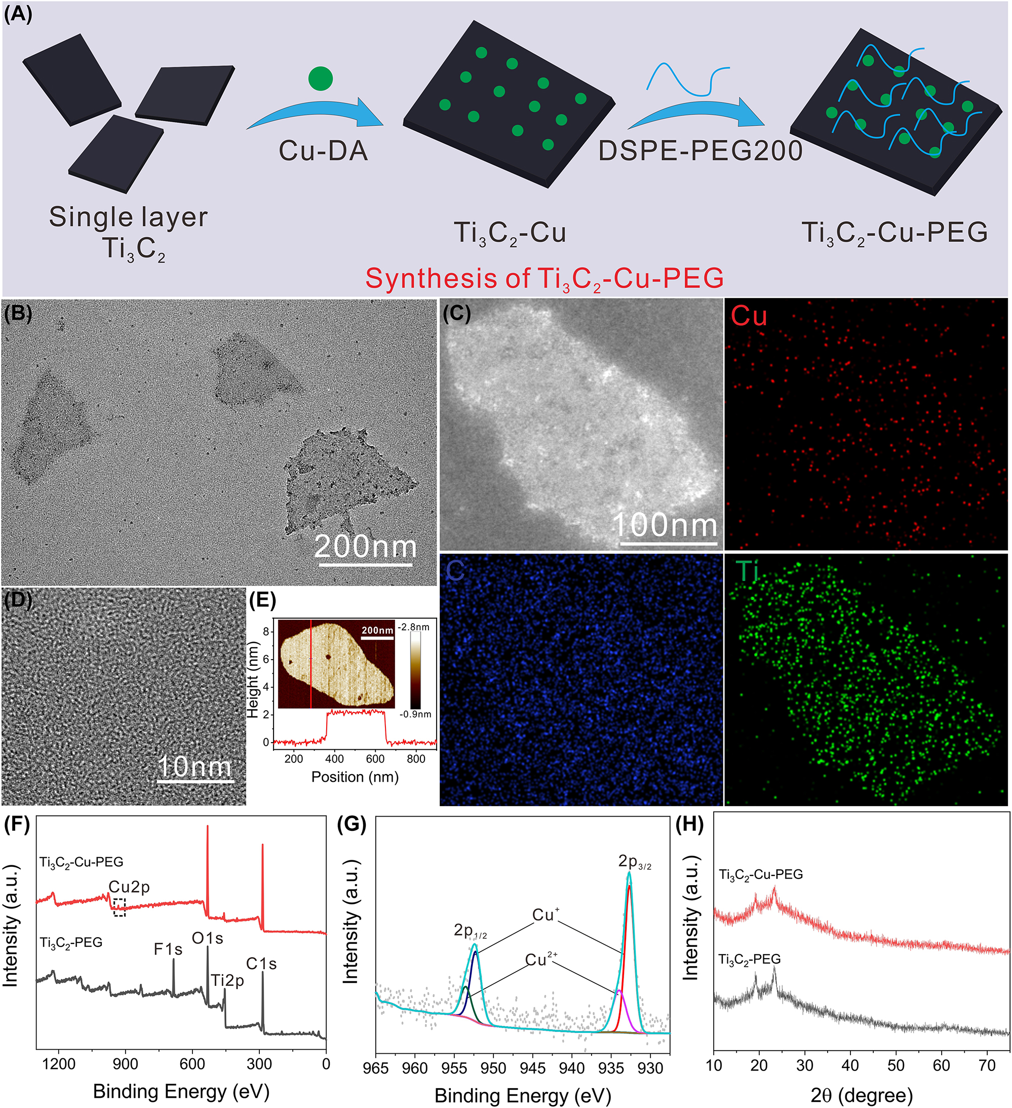 Figure 1:
Preparation and characterization of the Ti3C2-Cu-PEG. (A) Schematic illustration of the synthesis of Ti3C2-Cu-PEG nanocomposites. (B) TEM image of single layer Ti3C2-Cu-PEG. (C) Elemental mappings images, and HAADF-STEM images (D) of Ti3C2-Cu-PEG. (E) was measured by atomic force microscopy (AFM). (F) Full X-ray photoelectron spectroscopy (XPS) analysis spectrum of Ti3C2-Cu-PEG and high-resolution profile of Cu2p (G). (H) XRD patterns of Ti3C2-PEG and Ti3C2-Cu-PEG.