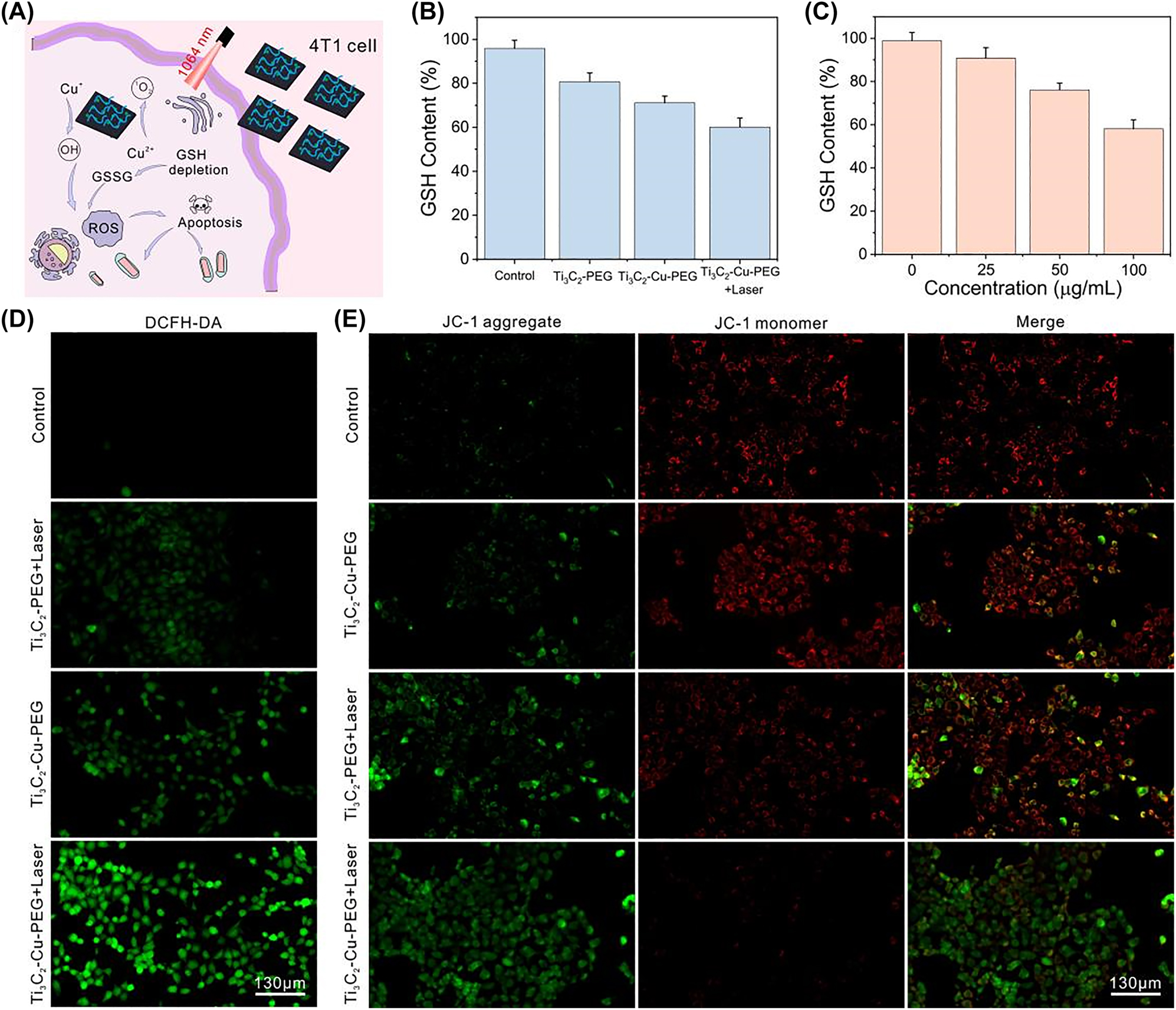 Figure 4:
Intracellular ROS generation and GSH depletion. (A) Schematic illustration of ROS-generation by Ti3C2-Cu-PEG-PEG in 4T1 cells. (B) Intracellular GSH levels after various treatment. (C) Intracellular GSH levels after treatment with Ti3C2-Cu-PEG at different concentrations. Fluorescence images of 4T1 cells stained with DCFH-DA (D), and JC-1 (E) after various treatments, respectively. (1064 nm, 1.0 W/cm2, 5 min; Scale bar: 130 μm).