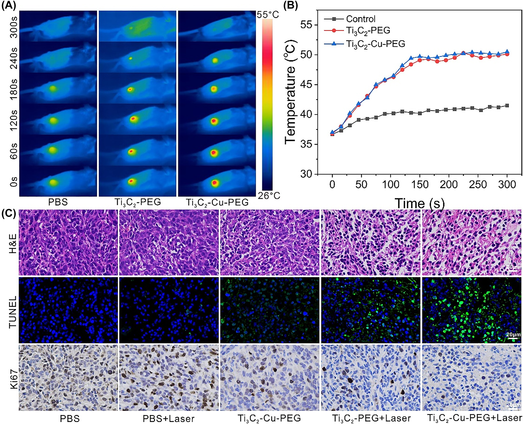 Figure 6:
In vivo infrared thermography and tumor slices. (A) Infrared thermal images of 4T1 tumor-bearing mice and (B) temperature profiles of the tumors after intratumor injection of Ti3C2-PEG and Ti3C2-Cu-PEG under laser irradiation (1064 nm, 1 W/cm2) for 5 min. (C) H&E, TUNEL and Ki67 staining images of tumor slices collected from different groups 24 h post treatments.