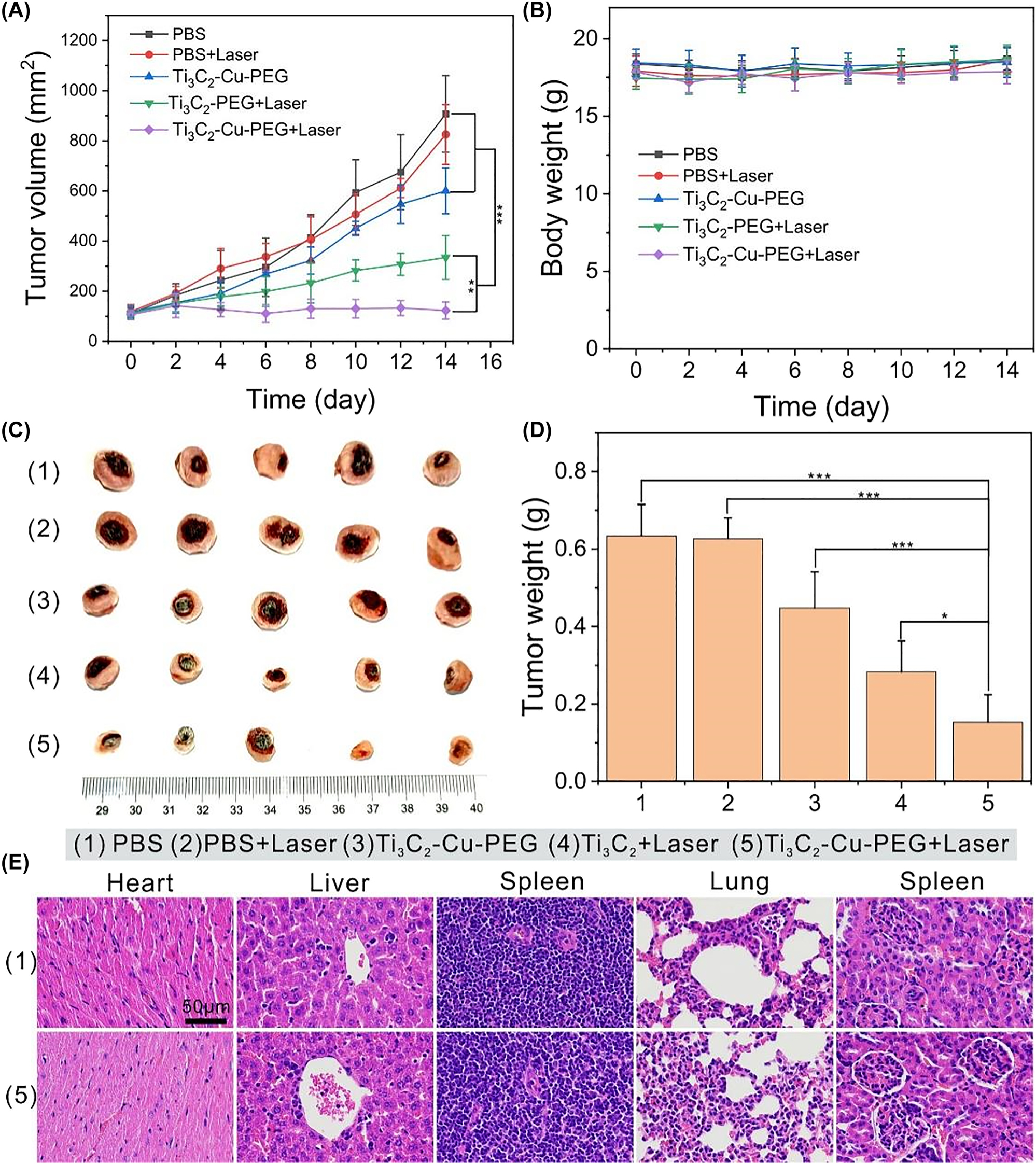 Figure 7:
In vivo synergistic GSH-depletion and photothermal-enhanced nanodynamic therapy. (A) The tumor volume curves, and (B) body weight curves of mice in various groups (n = 5). (C) Digital photos of isolated tumors from different groups after treatments on 14th. (D) Tumor weights after treatments. (E) H&E staining of major organs from PBS and TTi3C2-Cu-PEG 14 days after treatment. (Scale bar: 50 μm).