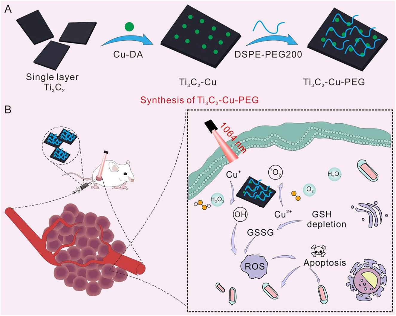 Scheme 1:
Schematic illustration of the synthesis process of Ti3C2-Cu-PEG (A) and the nanoplatform depleted the GSH in TME and achieved NIR-II induced PTT together promoted PDT and CDT for efficient synergistic cancer therapy.