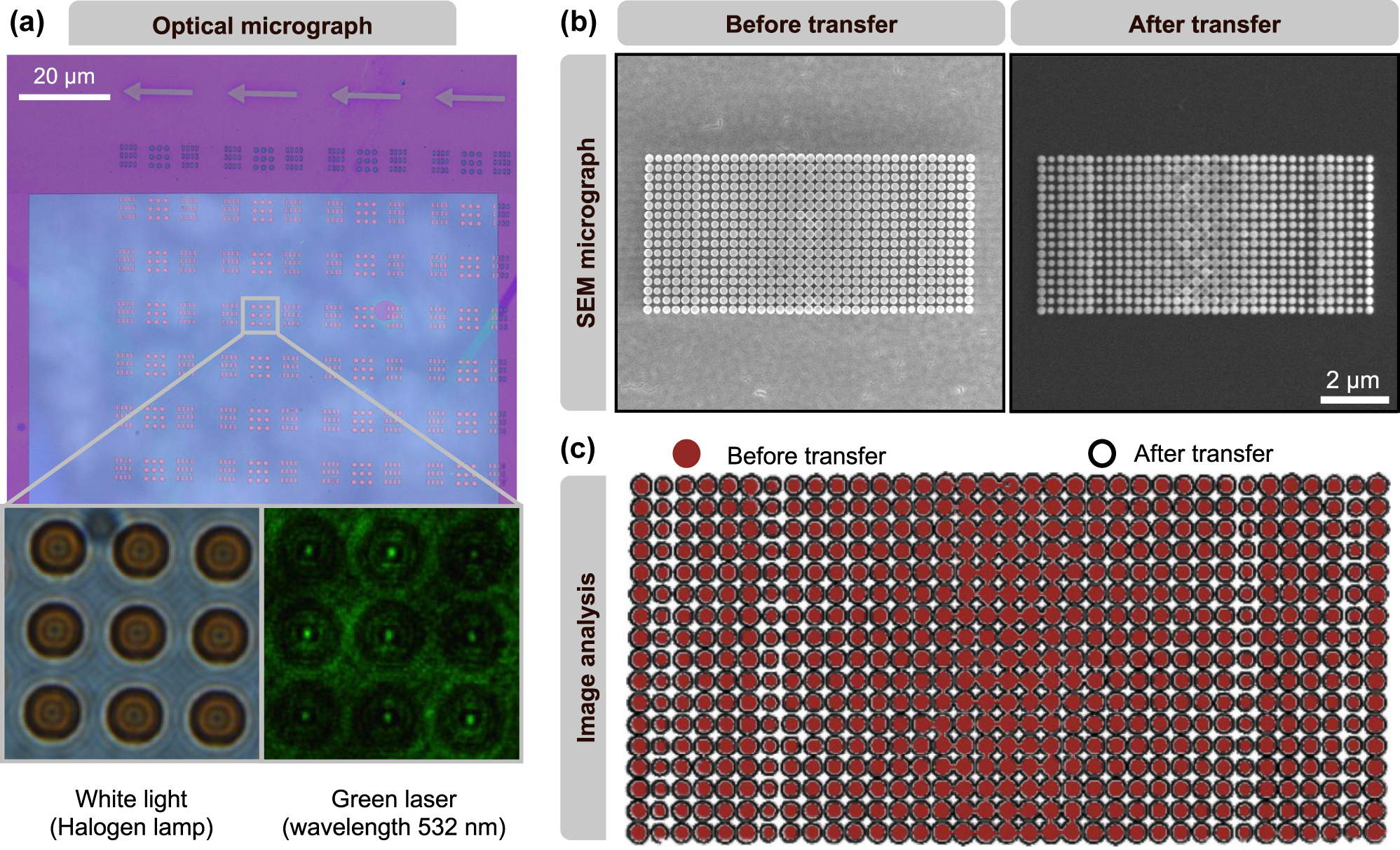 Figure 4: 
Comparison of metalens before and after transfer. (a) Optical images of the metalens arrays transferred onto a SiN
x
 membrane. Bottom left: imaged using white light. Bottom right: imaged using monochromatic light at 532 nm wavelength. (b) Scanning electron microscopic (SEM) image of the metalens before and after transfer onto a SiN
x
 membrane. (c) Comparison of the  meta-atom positions before and after transfer.
