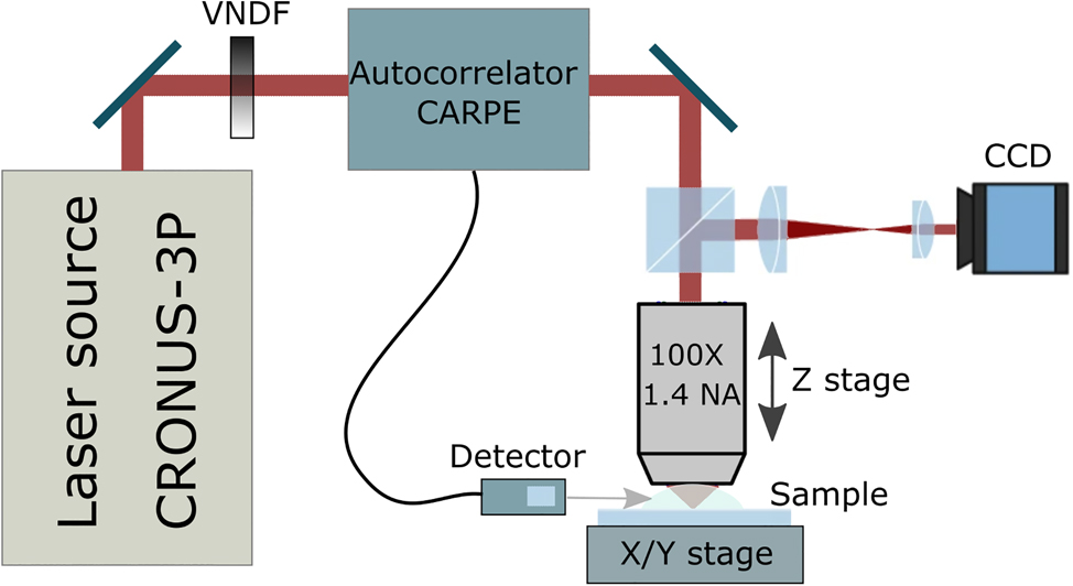 Figure 1: 
Layout of the experimental setup: wavelength-tunable laser system with pulse GDD control (CRONUS-3P), τ measurement (CARPE) and beam attenuation control (VNDF), custom-made microscope setup: piezo-stage stack for X and Y movement, Z-axis stage, focusing objective, CCD camera.