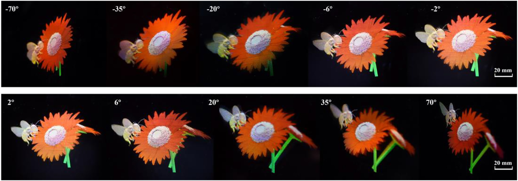 Figure 6: 
3D images of ‘bees and flowers’ observed from various views with natural motion parallax and color mixing.