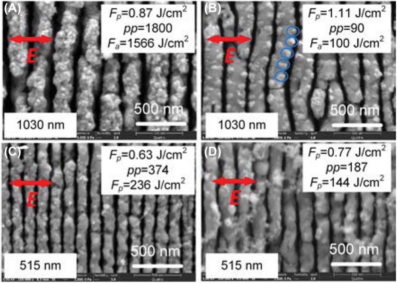 Figure 1: 
The morphologies of HSFL fabricated by linearly polarized ultrafast laser scanning with a pulse width of 223 fs. (A) F
p
 = 0.87 J/cm2, pp = 1800 in 1030 nm. (B) F
p
 = 1.11 J/cm2, pp = 90 in 1030 nm. The sites of spallative ablation are indicated with blue circles. (C) F
p
 = 0.63 J/cm2, pp = 374 in 515 nm. (D) F
p
 = 0.63 J/cm2, pp = 1800 in 515 nm.