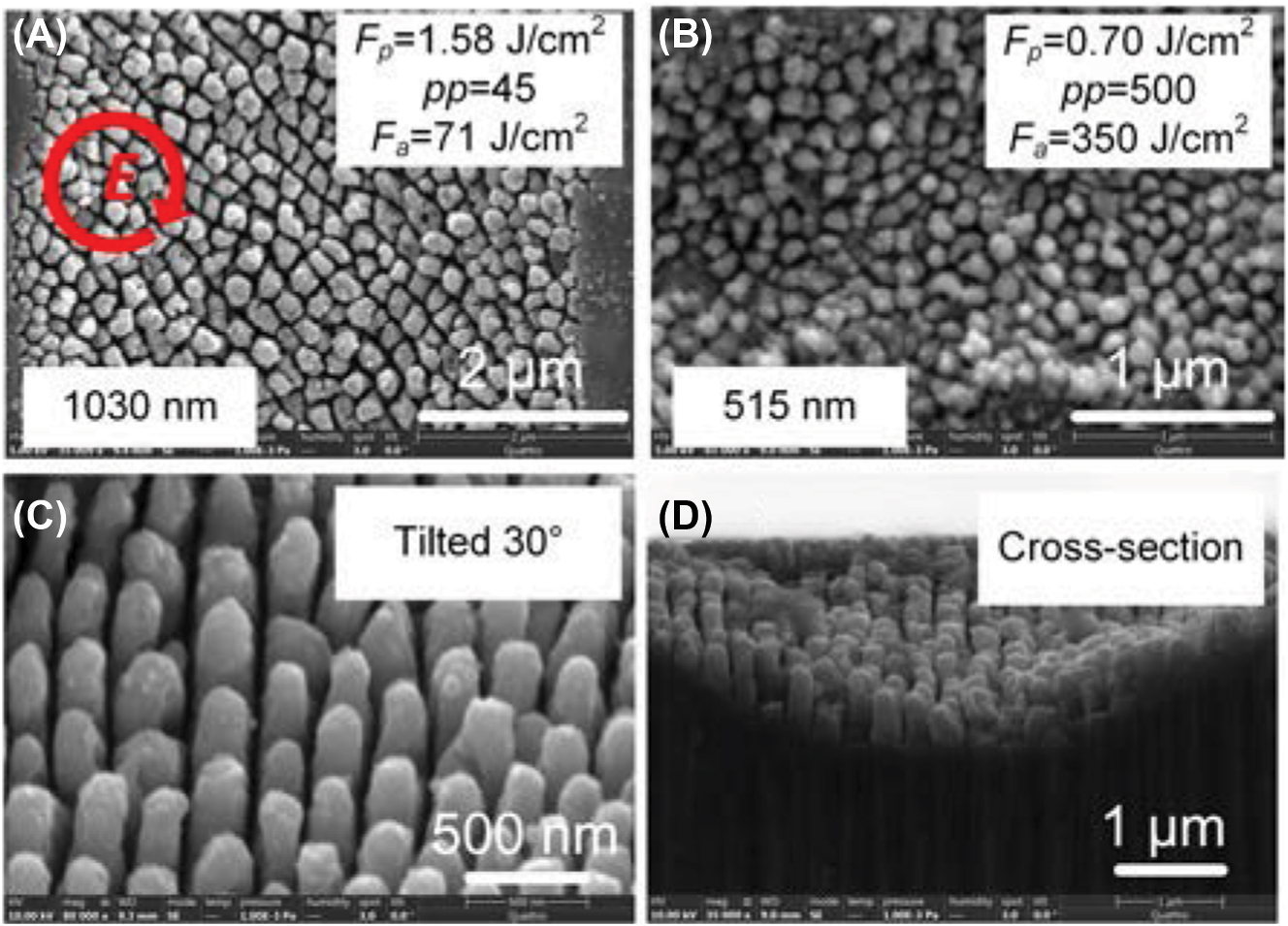 Figure 2: 
The morphologies of HSFL fabricated by elliptically polarized ultrafast laser scanning with a pulse width of 223 fs. (A) F
s
 = 1.58 J/cm2, pp = 45 for 1030 nm. (B) F
s
 = 0.7 J/cm2, pp = 500 for 515 nm. (C) 30° tilted and (D) cross sectional images of (A).