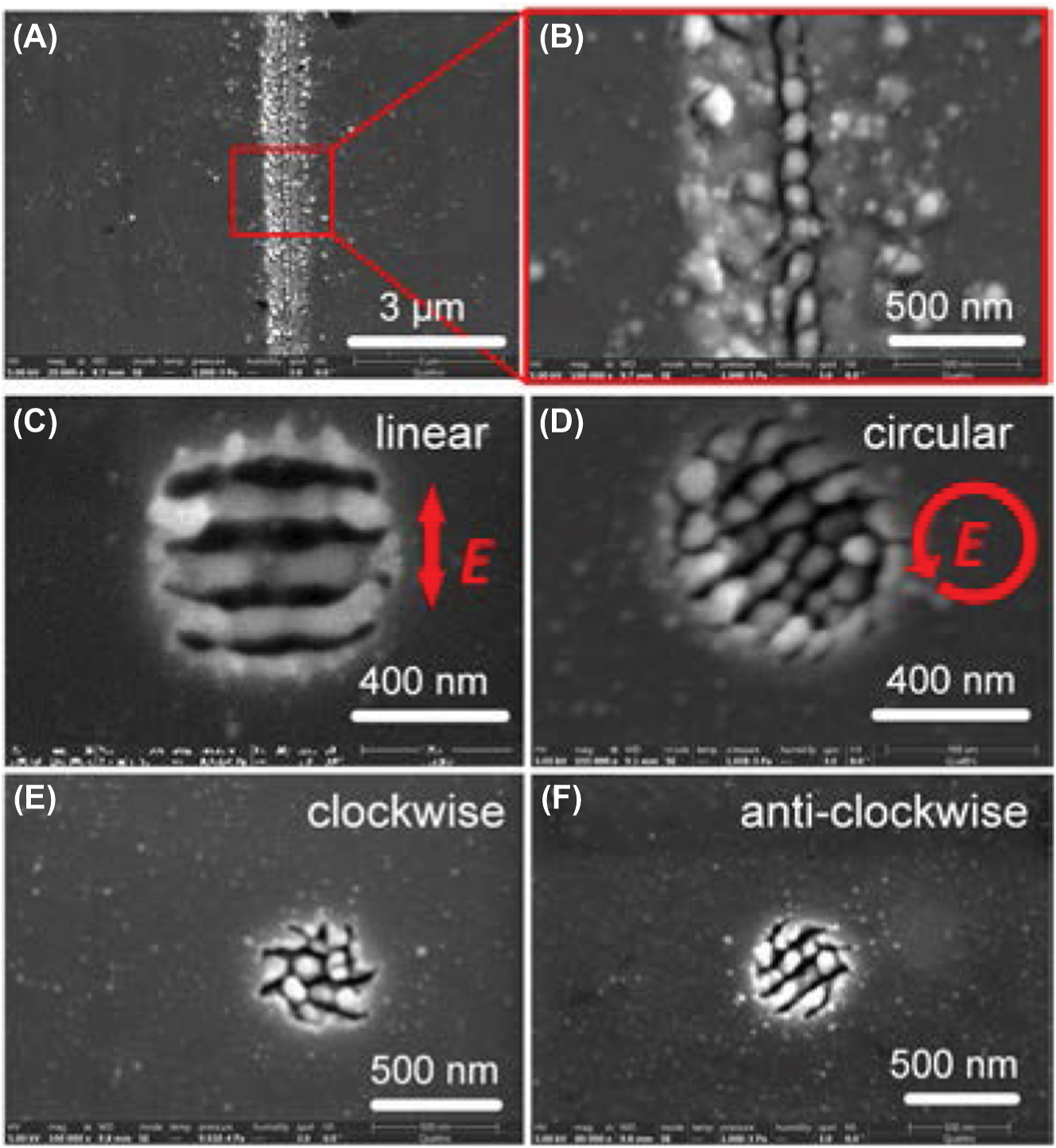 Figure 5: 
Nanopillar array fabricated by 515 nm laser with circular polarization. (A) and (B) A string of nanopillars in a single line formed by 515 nm circularly polarized laser scanning. The processing parameters: F
p
 = 1.01 J/cm2, pp = 9. (C) Nanostrip and (D) nanopillar were created by linear and circular polarizations, respectively. (E) Clockwise and (F) anti-clockwise nanopillar array fabricated by left- and right-hand rotated polarizations, respectively.