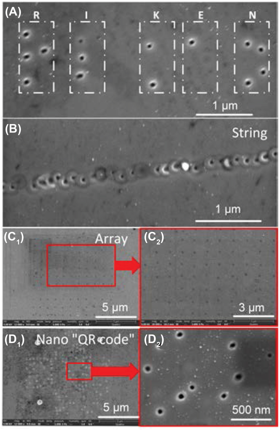Figure 7: 
Specific patterns composed of nanocavities fabricated by laser processing. (A) Braille of “RIKEN” composed of nanocavities. (B) A string of nanocavity fabricated by laser scanning. (C1 – C2) 11 × 11 nanocavity array. The diameter of nanocavits was ∼40 nm. (D1 – D2) Nano “QR code” generated on ZnO substrate using craters and nanocavities. F
p
 for crater formation was 1.68 J/cm2 with pulse number of 20, while while for cavity, 1.59 J/cm2 with pulse number of 4.