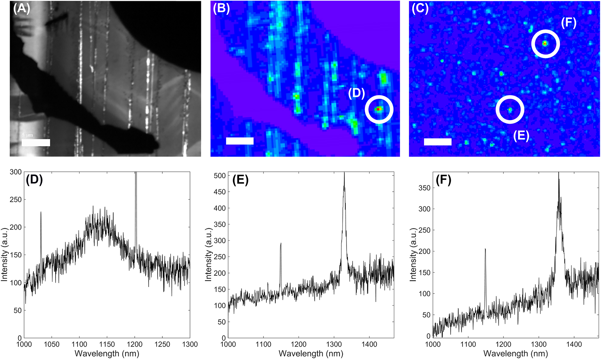 Figure 1: 
Stacking faults in GaN and telecom single-photon emitters: (A) Cathodoluminescence image taken at 77 K of a semi-polar GaN on a patterned sapphire substrate with metallic alignment marks. The marks appear as black areas, while the stacking faults luminescence stands out as bright lines. (B) Room-temperature micro-photoluminescence image of the same sample at the same spot. Defects at the vicinity of stacking are visible by higher luminescence spots. (C) Room-temperature micro-photoluminescence image of a polar GaN on sapphire sample. Scale bars represent 5 μm. White circles are placed around some emitters whose photoluminescence spectra at room-temperature are shown in (D), (E), and (F).