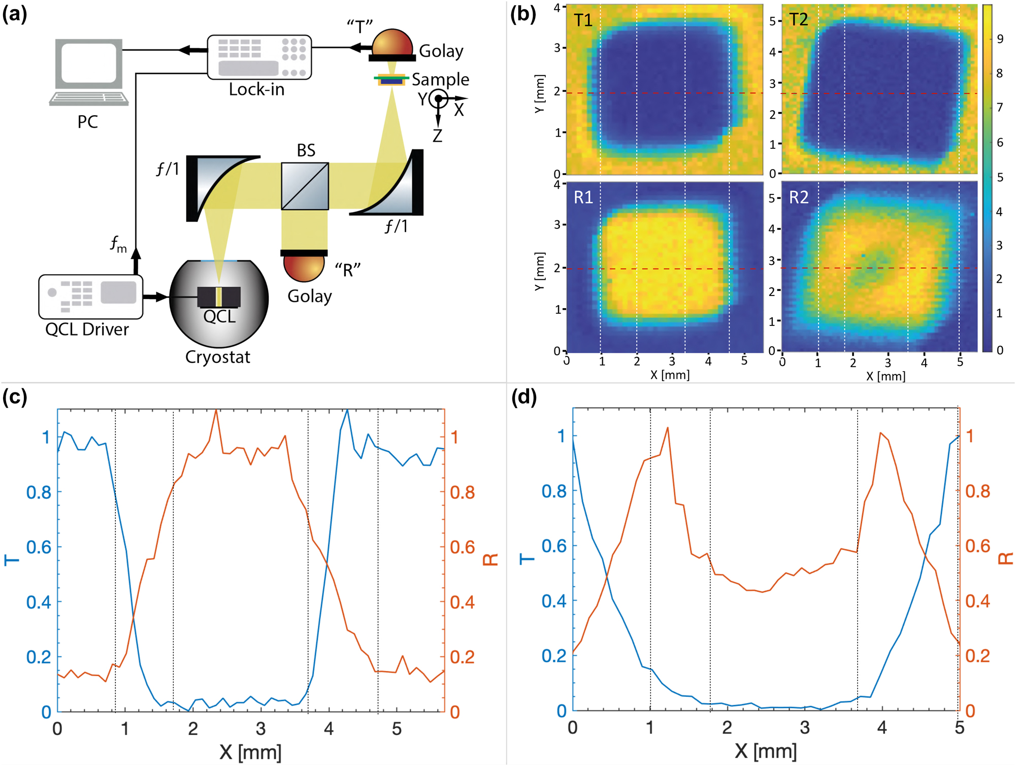 Figure 6: 
Imaging of the single and DM metasurfaces using a THz quantum cascade laser (QCL). (a) Scheme of the imaging apparatus. The emitted beam of a THz QCL (operating at 78 K and driven in pulse mode at 10 kHz with 2% duty cycle) is collimated and focused on the sample using two off-axis parabolic mirrors with 50 mm focal length. A Golay cell is used to detect the transmitted and reflected power from the sample by fixing it in position “T” and “R”, respectively. In reflection configuration, a beam splitter is fixed in between the two mirrors. The detected signal is electrically demodulated at ν
m = 17 Hz using a lock-in amplifier. (b) Transmission (T) and reflection (R) images of a single metal (1) and a DM (2) metasurfaces with 43 μm unit-cell. (c) And (d) show the transmission and reflection profiles along the x-direction (reported in (b) as dashed red lines) for the single- and double-metal metasurfaces, respectively. Vertical dashed lines in (b) and (c) indicate the interface between different materials.