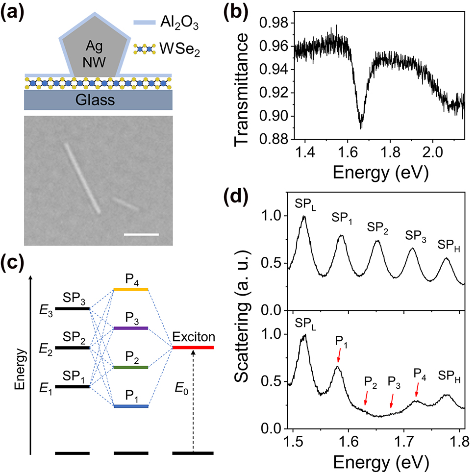 Figure 1:
Schematics and characterizations of Ag NW-WSe2 coupled system. (a) Schematic of the cross section (top) and optical microscopy image (bottom) of a Ag NW on monolayer WSe2. The scale bar is 2 μm. (b) Transmission spectrum of a WSe2 monolayer on glass substrate. (c) Schematic representation of the strong coupling between three plasmon modes and one exciton state resulting in four plexciton states. (d) Scattering spectra of Ag NWs without (top) and with (bottom) monolayer WSe2. The plexciton peaks are marked with red arrows.