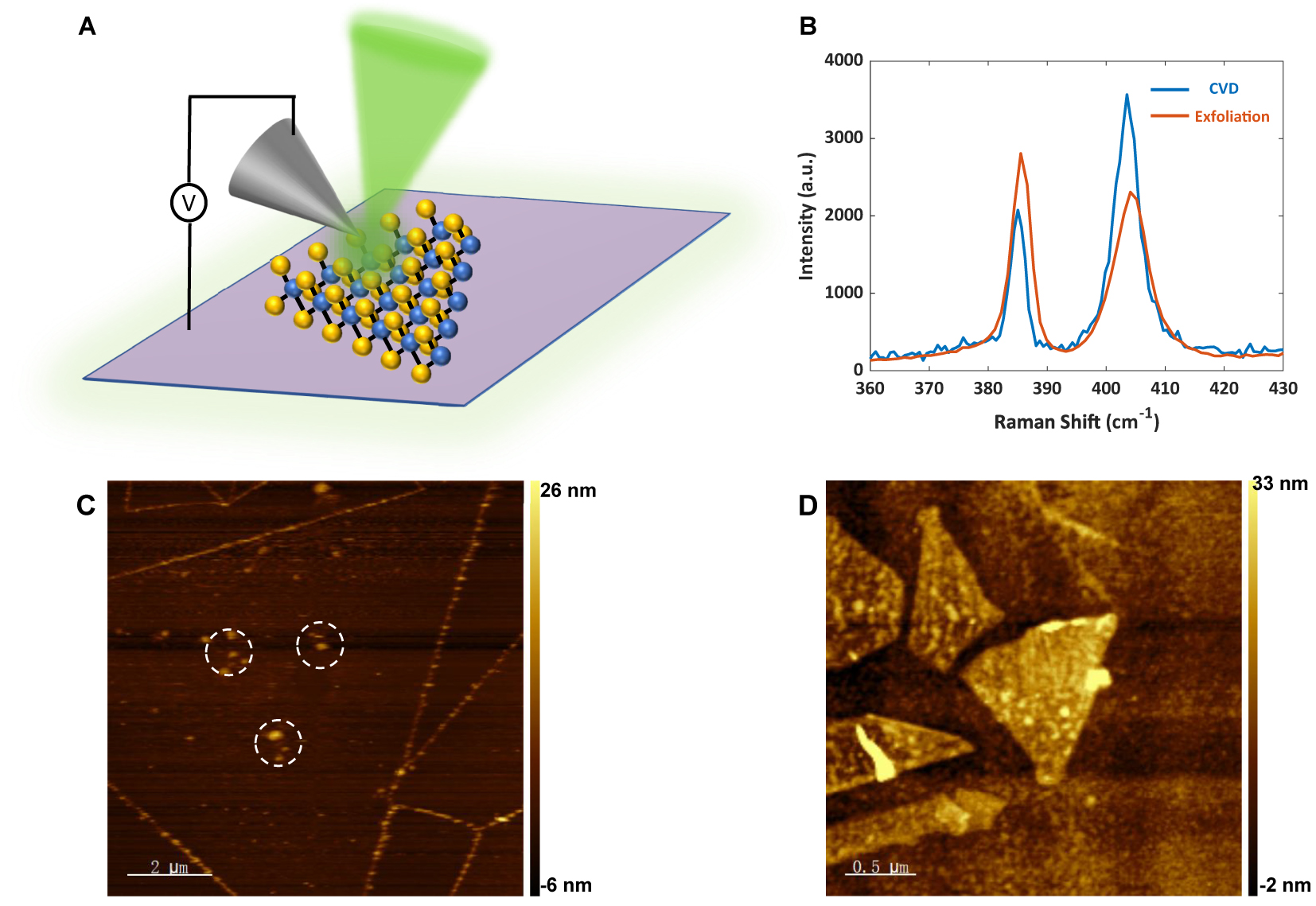 Figure 1: 
Schematic of the experiment setup and characterization of monolayer MoS2 samples by Raman spectroscopy and AFM. (A) Schematic of tip-enhanced photoluminescence (TEPL). MoS2 samples are placed on an SiO2/Si substrate. Au/Ag-coated tips were used for TEPL scanning. Voltages are added between the tip and the substrate. An objective (100×, NA 0.7) was used to focus the 532 nm laser on the tip and collects TEPL signals. (B) Raman spectra of CVD-grown (blue) and mechanically exfoliated (red) monolayer MoS2. The two Raman peaks of the CVD-grown sample locate at 385.51 cm−1 (




E


2
g


1




${E}_{2g}^{1}$



) and 404.10 cm−1 (A
1g
), and 385.03 cm−1 (




E


2
g


1




${E}_{2g}^{1}$



) and 403.52 cm−1 (A
1g
) of mechanically exfoliated flakes. (C) AFM image of a CVD-grown MoS2 monolayer on a 300 nm SiO2/Si substrate. The white dashed circles represent contaminated areas, such as residual sulfur. (D) AFM image of mechanically exfoliated MoS2 monolayer flakes on a 285 nm SiO2/Si substrate. There are five flakes shown in the scanned area.
