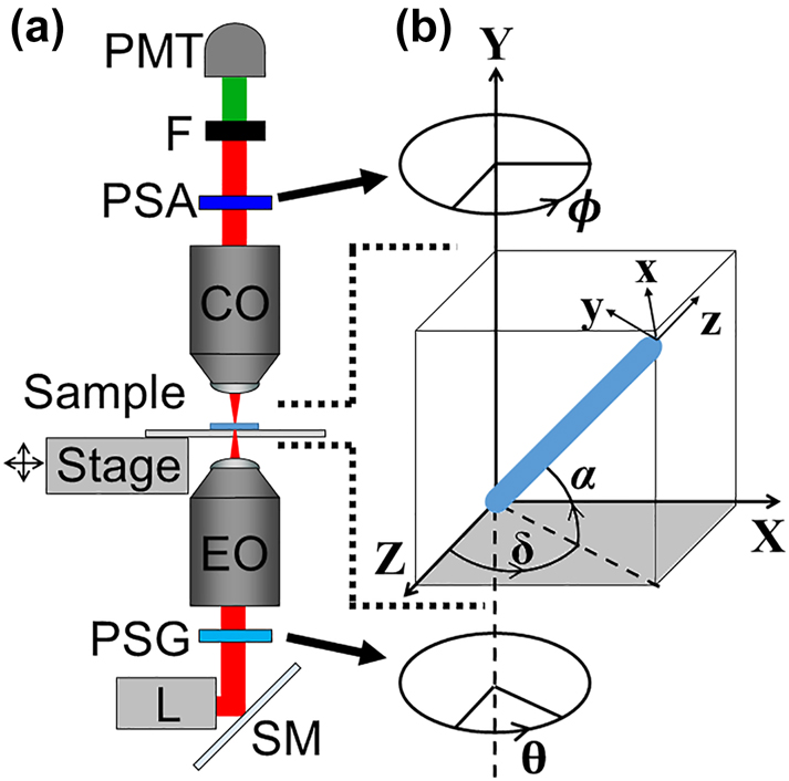 Figure 1: 
Schematic diagram showing the SHG microscope (a) and the coordinate systems used (b), where a collagen fibril at an arbitrary orientation is represented as a thick blue cylinder. The following abbreviations are used in (a): L-laser, SM-scanning mirrors, PSG-polarization state generator, EO-excitation objective, CO-collection objective, PSA-polarization state analyzer, F-optical filter, and PMT-photomultiplier tube detector. The focal plane is the Z–X plane and is shown in grey in (b).