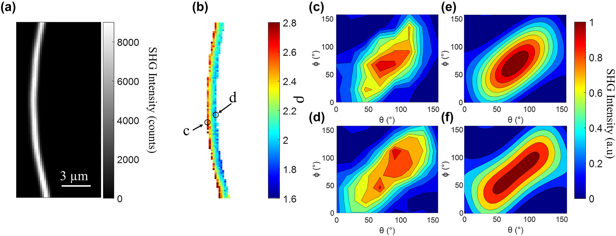 Figure 3: 
PIPO-SHG results for a typical collagen fibril. An SHG intensity image of a collagen fibril produced by summing the first 64 PIPO-SHG images (a), and a color-coded image showing the fitted values of ρ at each pixel (b), which also indicates two typical pixels of interest on opposing sides of the fibril (c and d). Panels (c) and (e) and (d) and (f) contain data and fits, respectively, for the corresponding pixels, visualized as contour plots of normalized SHG intensity versus laser polarization and analyzer angles. Note that the fibril shown here appears much larger than that shown in Figure 2 as a result of the low spatial resolution of the SHG microscope compared to AFM.
