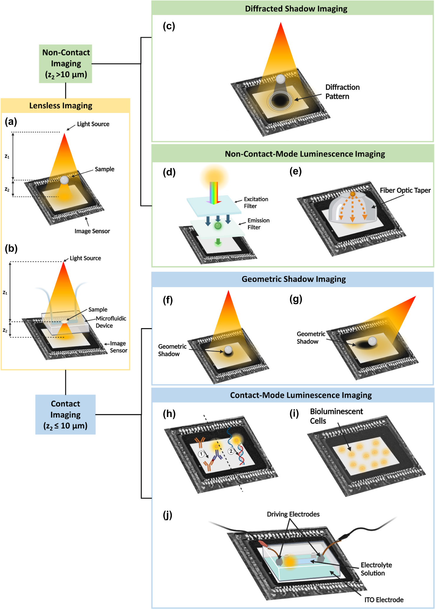 Figure 1: 
Methodologies for lensless on-chip imaging. (a) General schematic of lensless on-chip imaging. The light source can be coherent or partially coherent, with the aperture size adjusted to meet spatial coherence requirements. The light source-sample distance (z
1) determines the illumination characteristics, and the sample-sensor distance (z
2) is used to define contact or non-contact modes. (b) General schematic of lensless on-chip imaging with a microfluidic component. (c) General configuration for diffraction shadow imaging, where the sample is more than 10 μm from the image sensor surface and a diffraction pattern is captured by the image sensor. (d) Schematic of a fluorescence imaging platform. Conventional emission filters are thicker than 10 μm, exceeding the limit for contact-mode imaging. (e) Schematic of non-contact-mode luminescent imaging where a luminescent bead is connected to an image sensor through a fiber optic taper. (f) General setup of geometric shadow-based contact imaging, where the sample is directly placed on the image sensor and a geometric shadow with minimal diffraction is captured by the image sensor. (g) Configuration of oblique illumination in a geometric shadow-based contact imaging platform, where a point source LED provides illumination from different angles to create shadows of different lengths. (h) Demonstrations of chemiluminescence contact imaging with a luminophore-labeled sandwich immunoassay and a luminophore-labeled DNA hybridization assay. (i) General setup of bioluminescence contact imaging, where the bioluminescent cells are placed directly on the image sensor. (j) Schematic of a microfluidic integrated electrochemiluminescence contact imaging platform [17]. For luminescent samples described in (e, h, i, j), a light source is not required. Modified with permission from [17].
