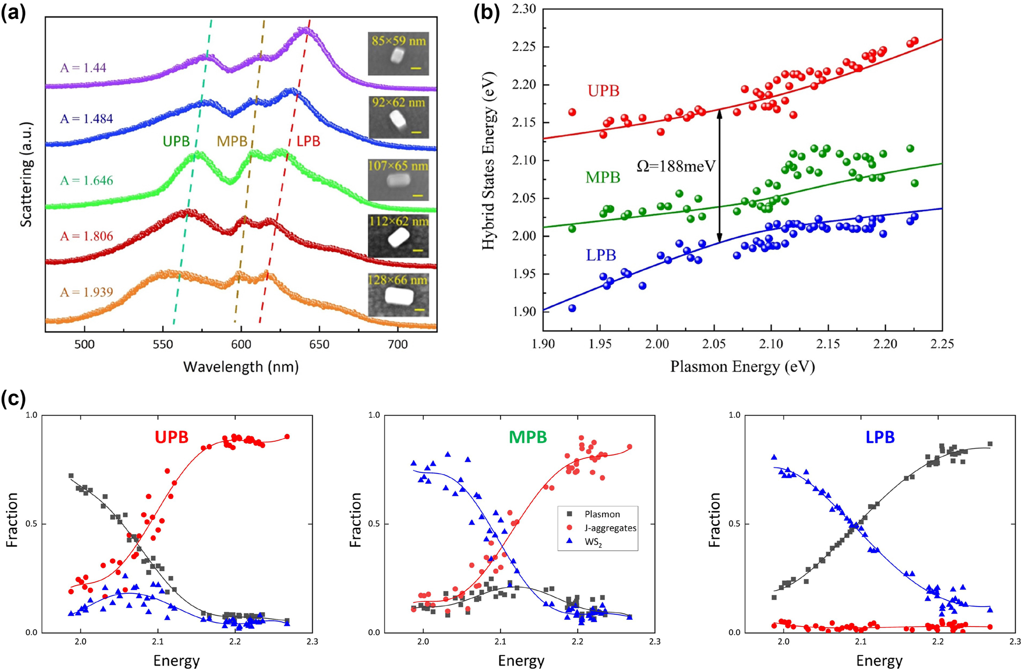 Figure 4: 
Manipulating the biextions-plasmon coupling with a structure tuning method. (a) Scattering spectra of different plasmon-biexciton strong coupling systems constructed by using Au@Ag nanocavities with different aspect ratios. The SEM and corresponding CCD images of the measured WS2/J-aggregates/Au@Ag nanocavities are shown in the insets. (b) Dispersion of the eigenenergies of the three coherent hybrid states. The red/green/blue curves represent the theoretical values for UPB/MPB/LPB, while the colored symbols represent the scattering peaks obtained from the experimental data. (c) Hop-field coefficients for plasmon, J-aggregates exciton, and WS2 exciton contributions to UPB, MPB, and LPB states as a function of the plasmon energy.
