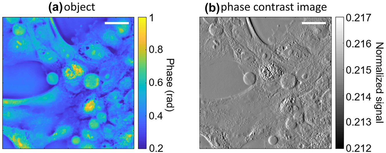 Figure 3: 
Computational phase contrast imaging results. (a) Representative phase object (MCF-10A cancer cells). (b) Corresponding image detected by an array of 512 × 512 angle-sensitive pixels modeled using the experimental data of Figure 2(d). The signal intensity in this plot is normalized to the photocurrent produced by an otherwise identical device without any metasurface under the same illumination conditions. The scale bars (referenced to the object space in both panels) are 50 μm.

