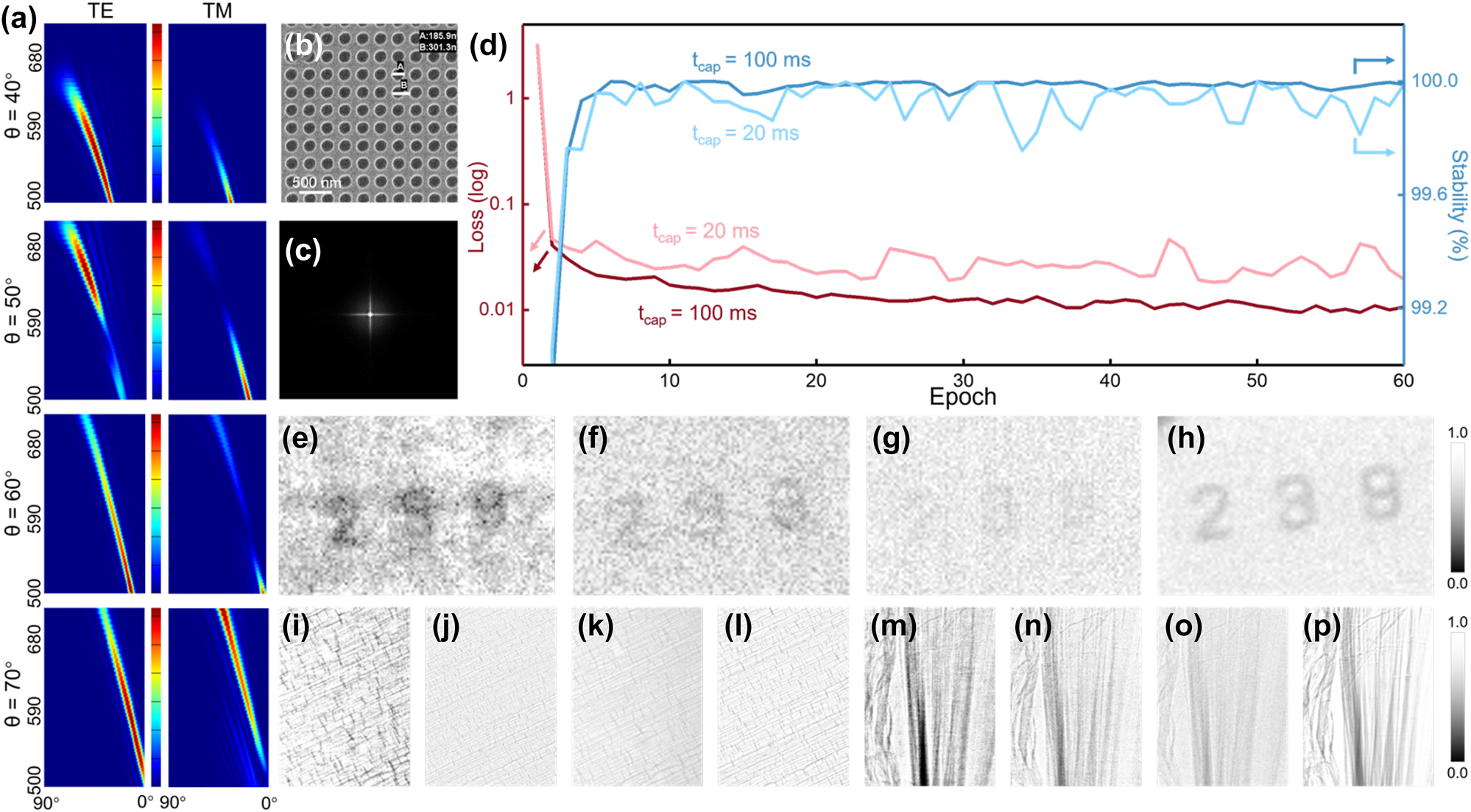 Figure 3: 
Design and training of texture enhancement convolutional kernel system (SysK

ξ3). (a) The diffraction patterns of the metasurface with a 300 nm period for each incident angle θ. The longitudinal axis is the fluorescence wavelength, and the transverse axis is the exit angle (the center is 0°) for each image. The color scale is independent of each image. (b) The SEM image of the metasurface K

ξ3. (c) Corresponding convolutional kernel of K

ξ3. (d) Loss function and the stability during training. (e) The number “239” etched on the SiN
x
 film observed by SysK

ξ3 and (f) the normal X-ray imaging system without CAE (NSys). (g) The feature vectors 





S

̂




$\hat{S}$



 of “239” collected by the camera. (h) Long-exposure images of “239” as a reference. The straw tissue image observed by (i) SysK

ξ3 and (j) NSys. (k) The feature vectors 





S

̂




$\hat{S}$



 and (l) long-exposure images of the straw tissue as reference. The fins image observed by (m) SysK

ξ3 and (n) NSys. (o) The feature vectors 





S

̂




$\hat{S}$



 and (p) long-exposure images of the fins as reference.
