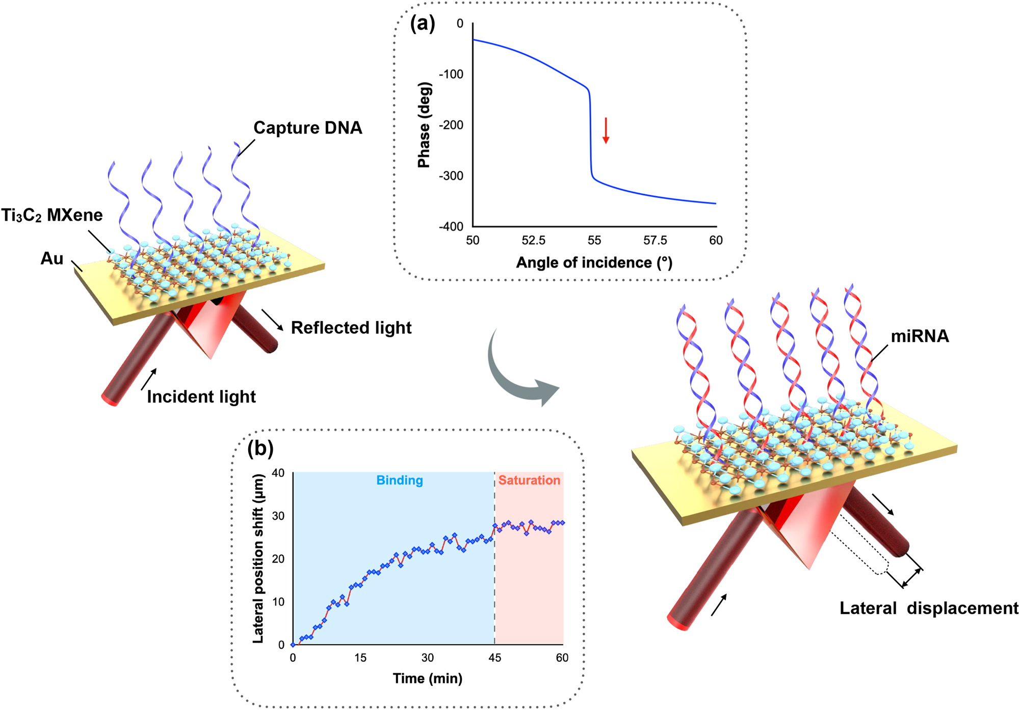 Figure 1: 
Schematic diagram of miRNA detection scheme based on phase-induced lateral displacement measurement. Inserted figure (a) Sensing mechanism based on a sharp phase change. (b) Sensing signal upon miRNA injection.