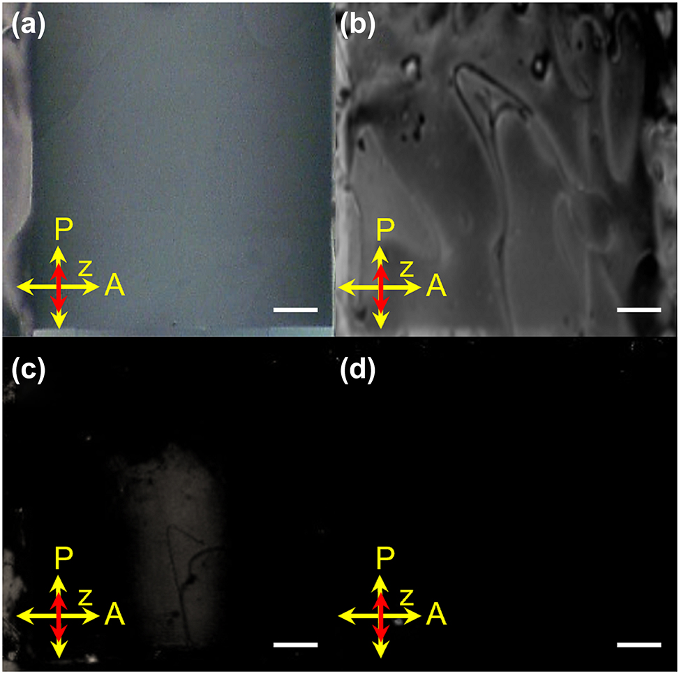 Figure 4:
POM images of the LC cell with the applied voltages of (a) 0, (b) 100, (c) 200, and (d) 250 Vpp, respectively. Scale bar: 0.2 mm.